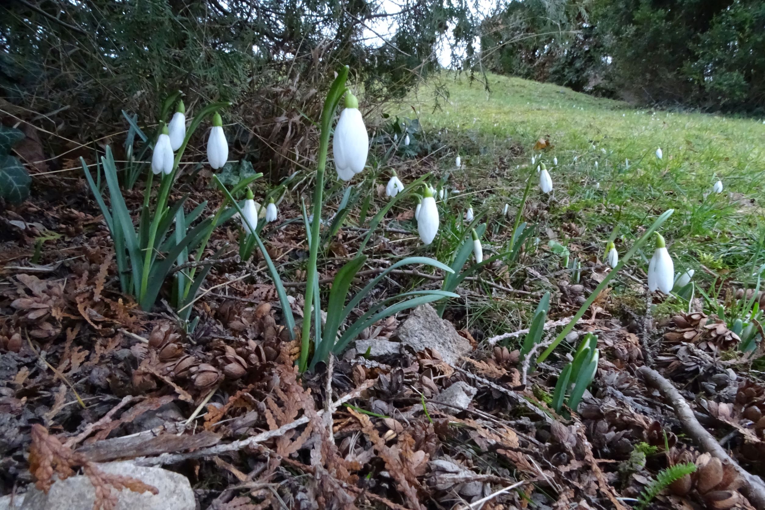 DSC08910 phäno friedhof hainburg, 2023-02-13, galanthus nivalis.JPG