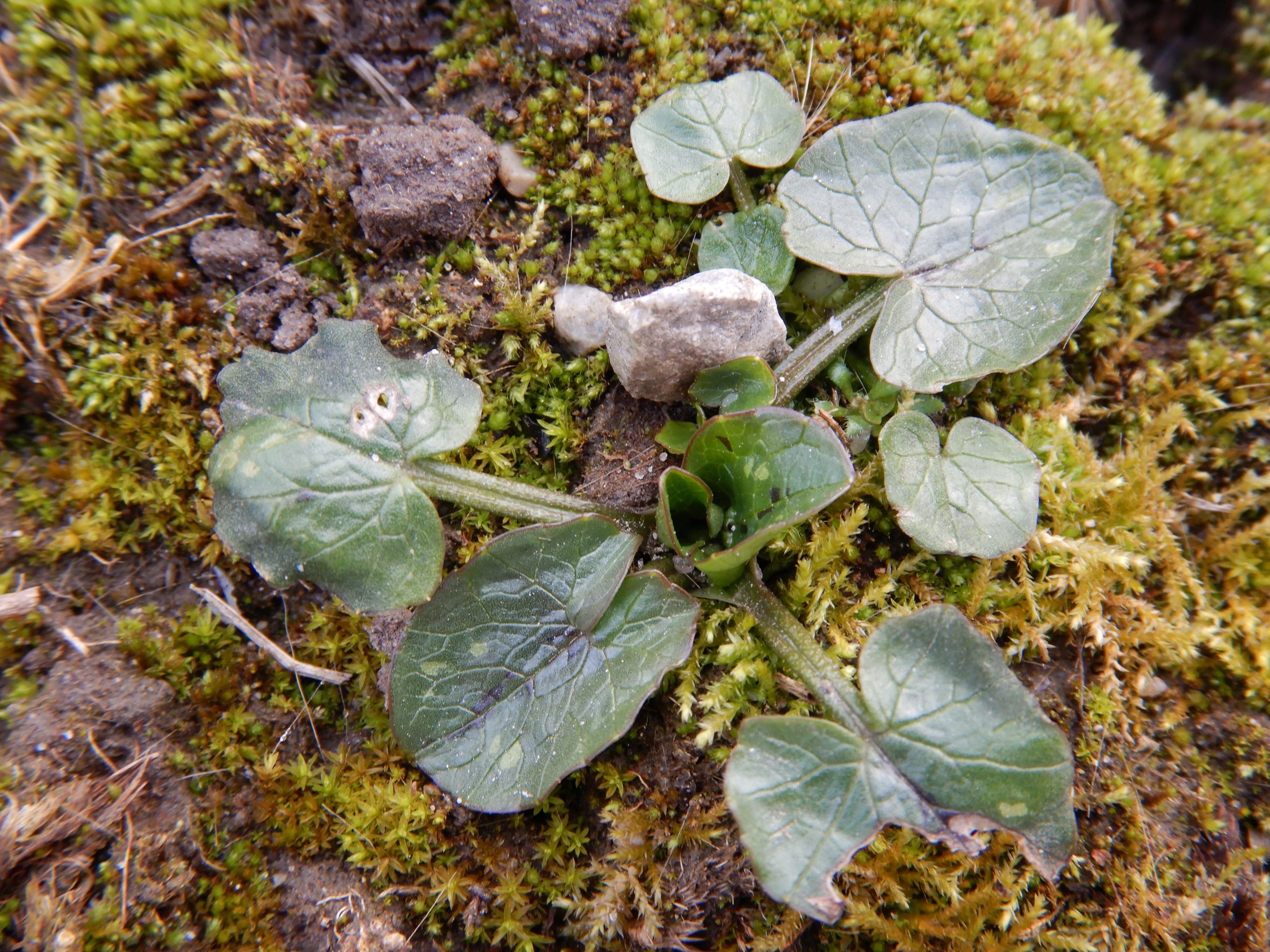DSCN2026 phäno friedhof hainburg, 2023-02-13, ficaria calthifolia + frostschaden.JPG