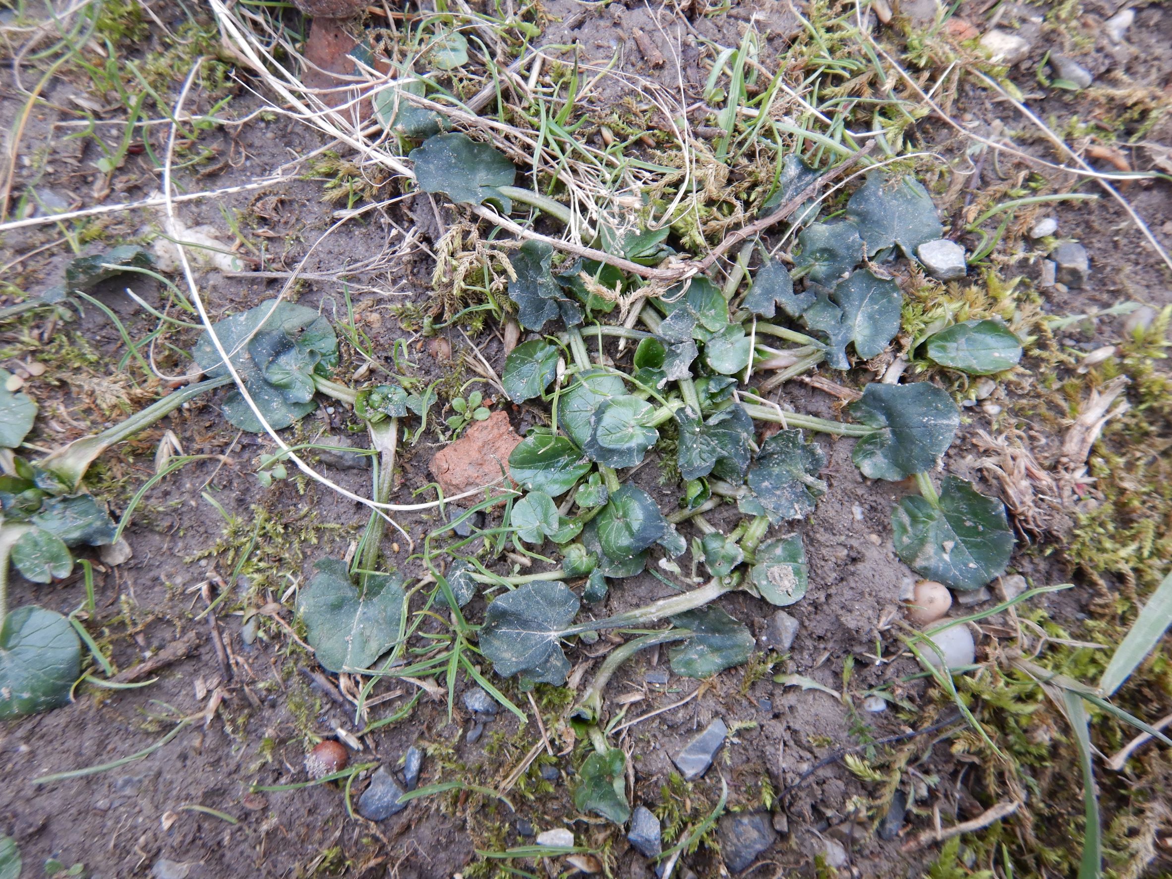 DSCN2102 phäno friedhof hainburg, 2023-02-13, ficaria calthifolia + frostschaden.JPG