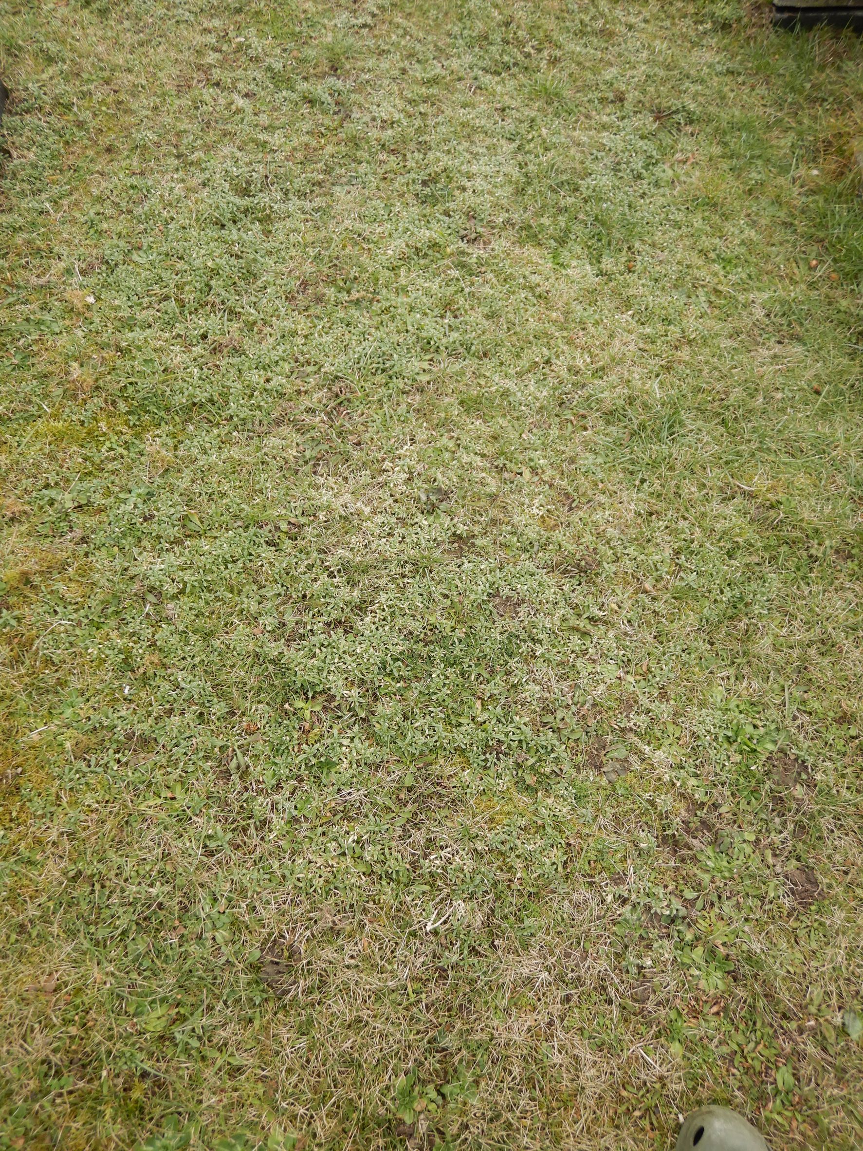 DSCN2057 friedhof hainburg, cerastium a. arvense, 2023-02-13.JPG