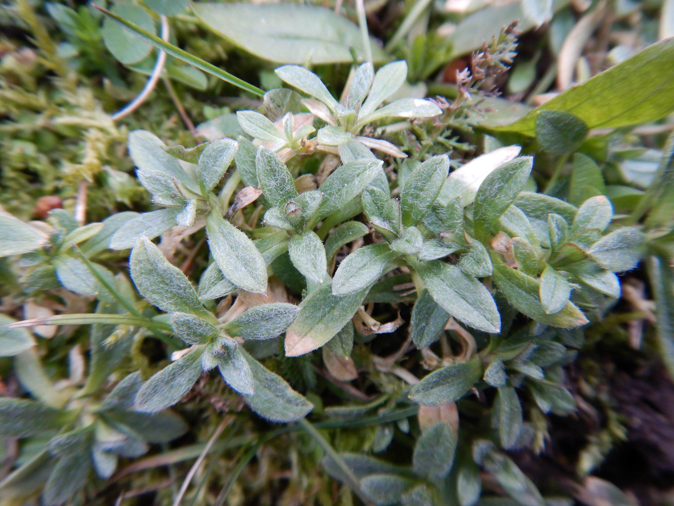 DSCN2059 friedhof hainburg, cerastium a. arvense, 2023-02-13.JPG