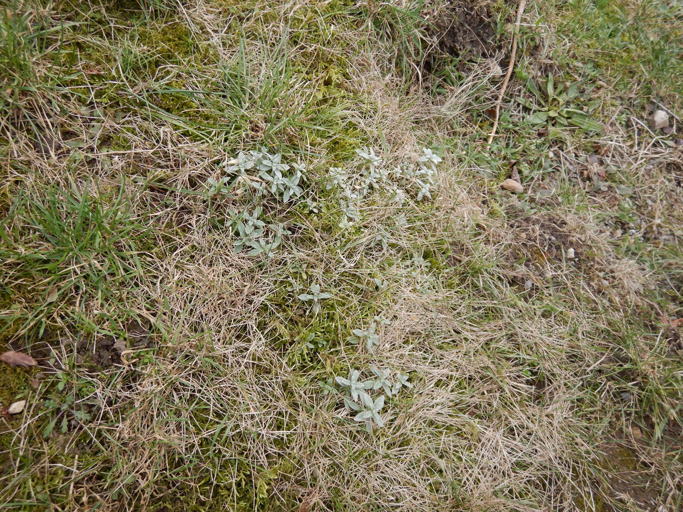 DSCN2070 friedhof hainburg, cerastium tomentosum, 2023-02-13.JPG