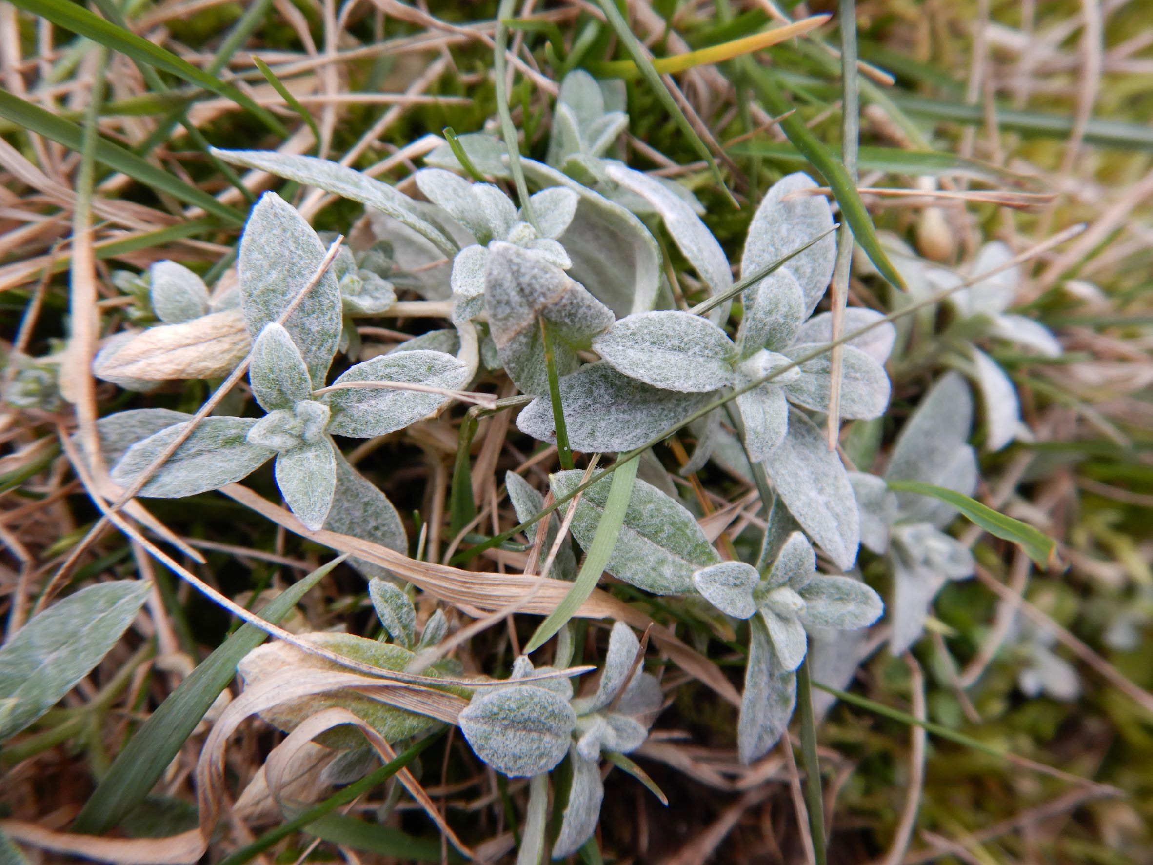 DSCN2071 friedhof hainburg, cerastium tomentosum, 2023-02-13.JPG