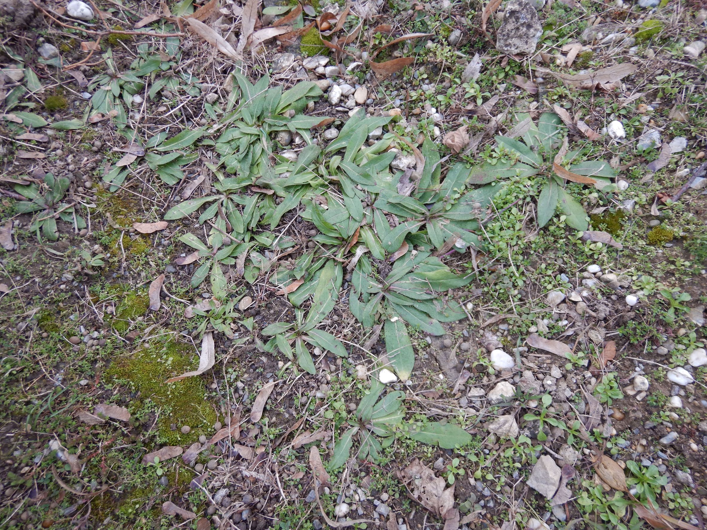 DSCN2130 pilosella sp., friedhof hainburg, 2023-02-13.JPG