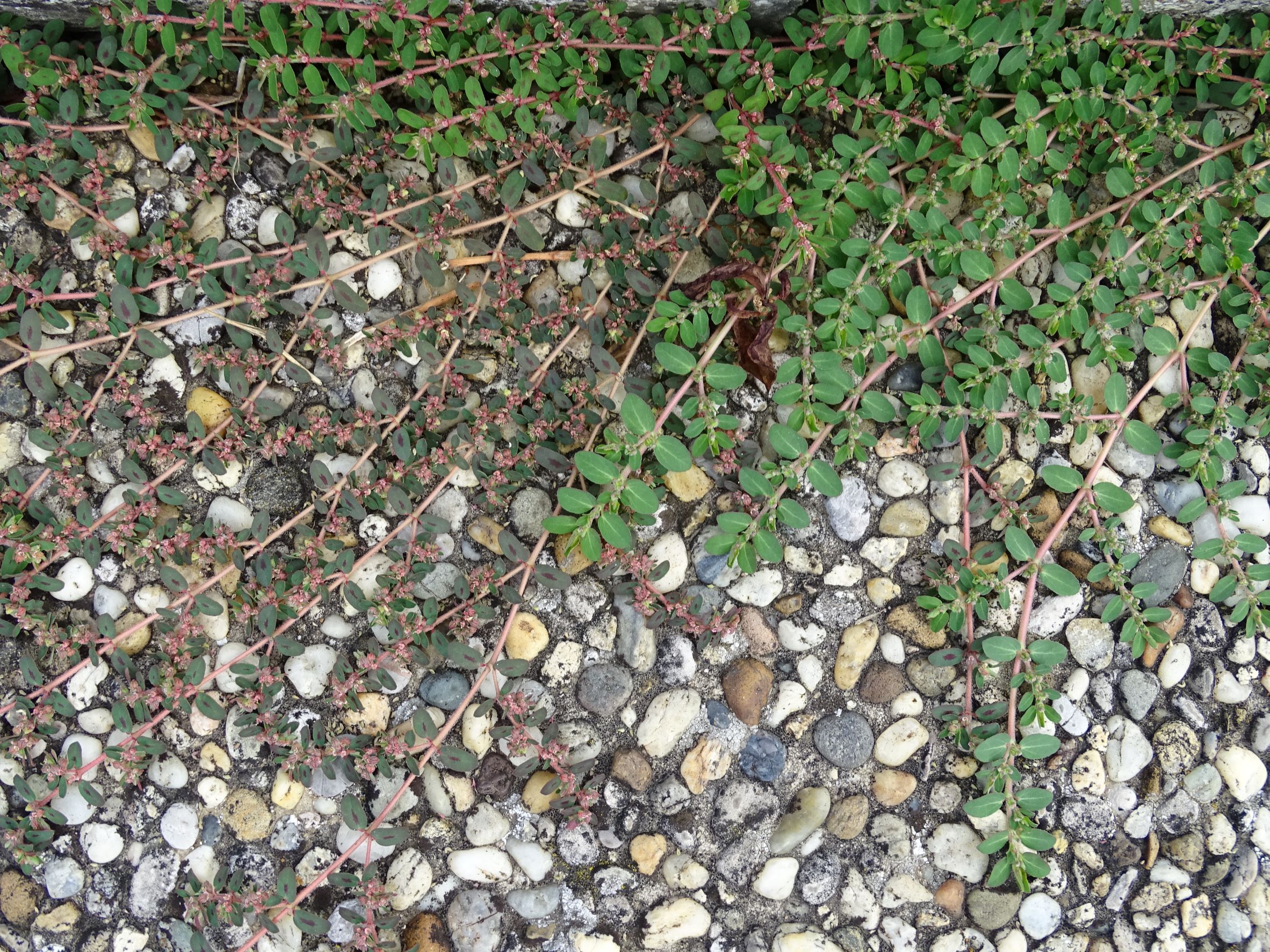 DSC08788 friedhof hainburg, euphorbia maculata, e. prostrata.JPG