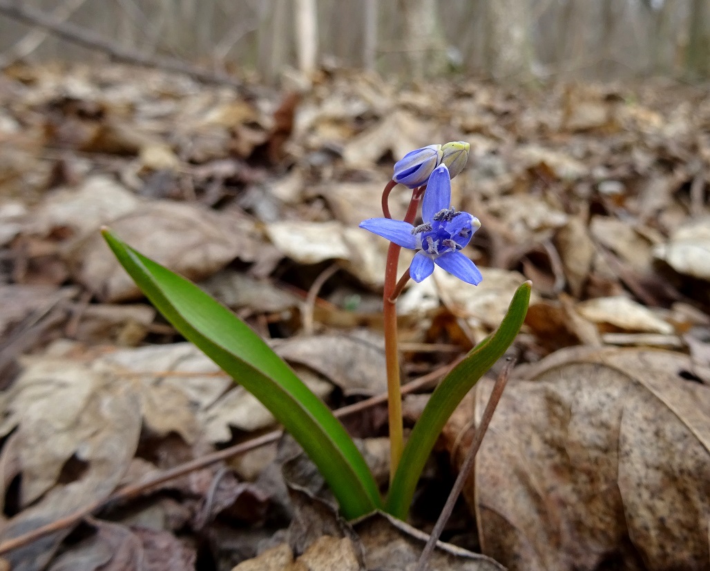 2023-02-14 DSC08731 Scilla vindobonensis.jpg