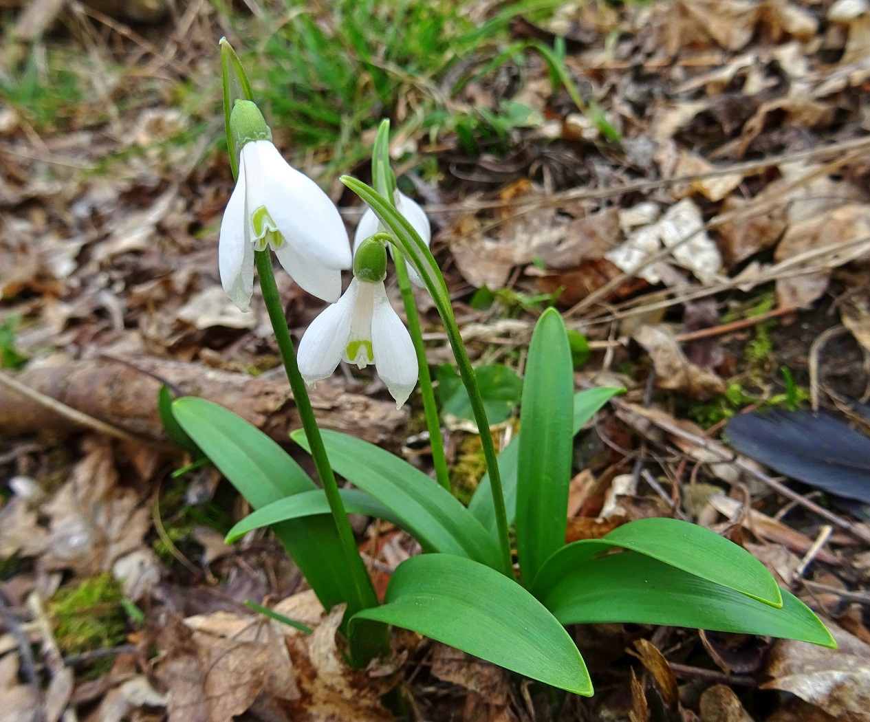 2023-02-14 DSC08803 Galanthus woronowii.jpg
