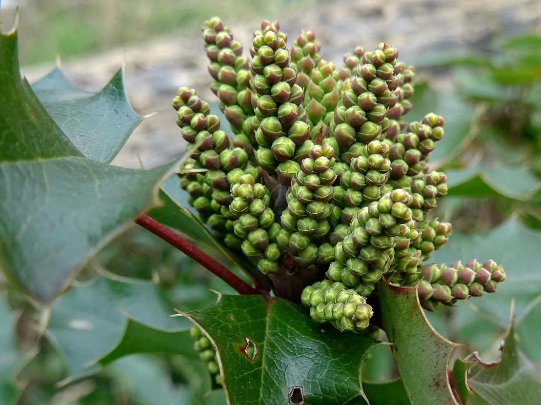 2023-02-14 DSC08792 Mahonia aquifolium.JPG