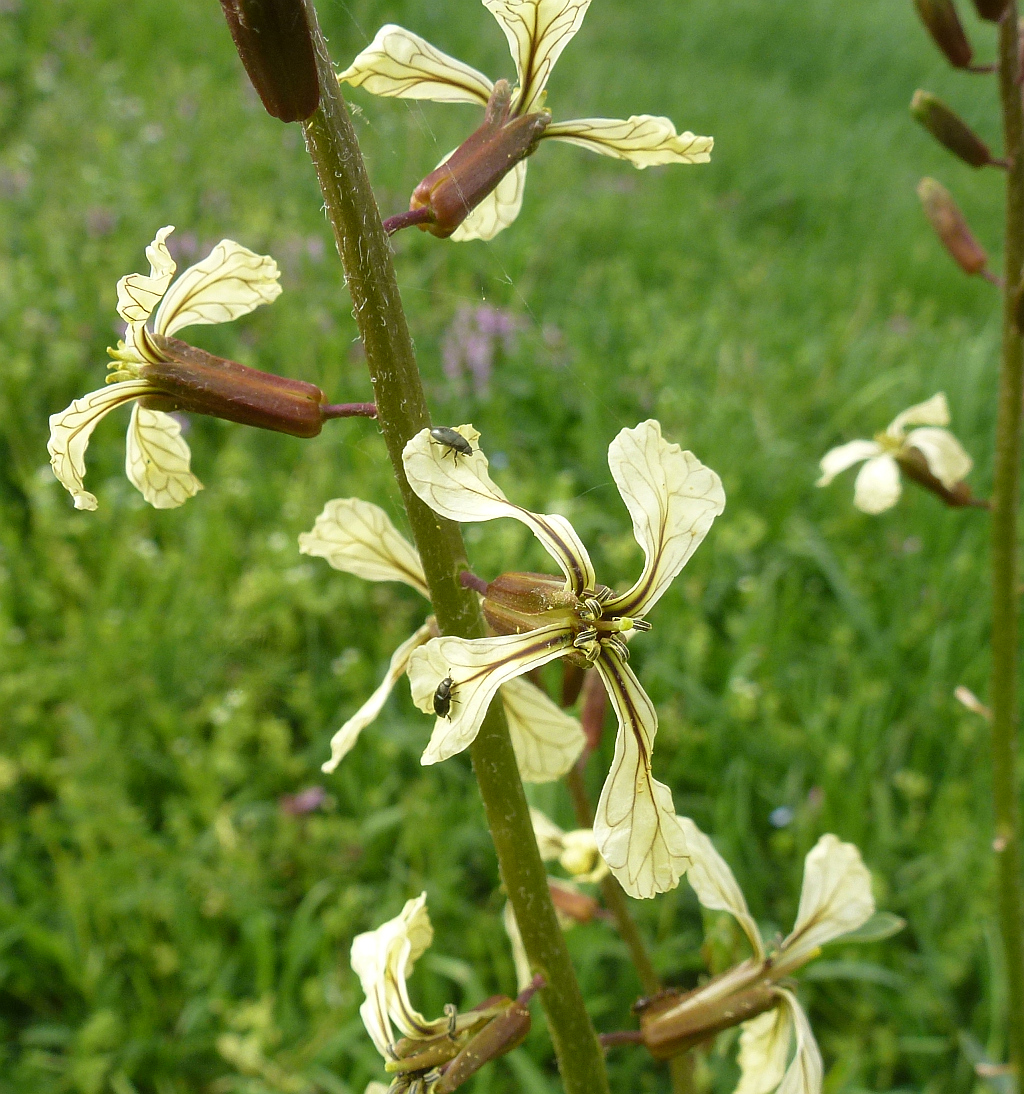 P1560893 Eruca sativa  Senfrauke.JPG