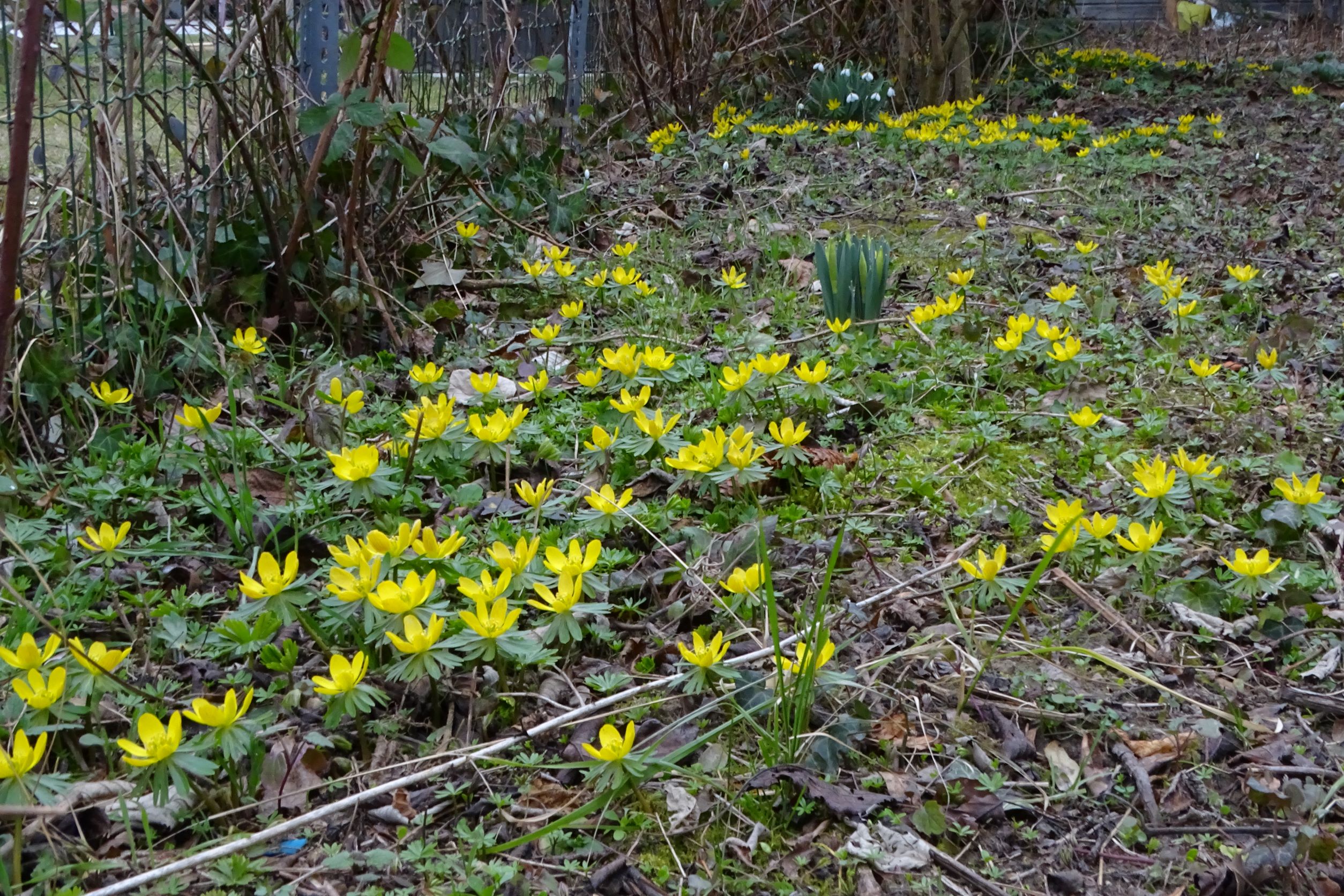 DSC08934 phäno, wien-22, biberhaufen, 2023-02-17, eranthis hyemalis, galanthus elwesii.JPG