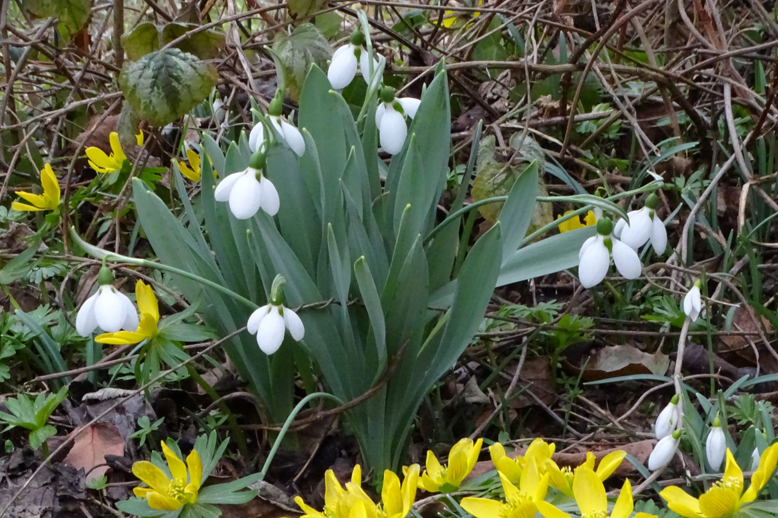 DSC08937 phäno, wien-22, biberhaufen, 2023-02-17, eranthis hyemalis, galanthus elwesii, galanthus nivalis.JPG