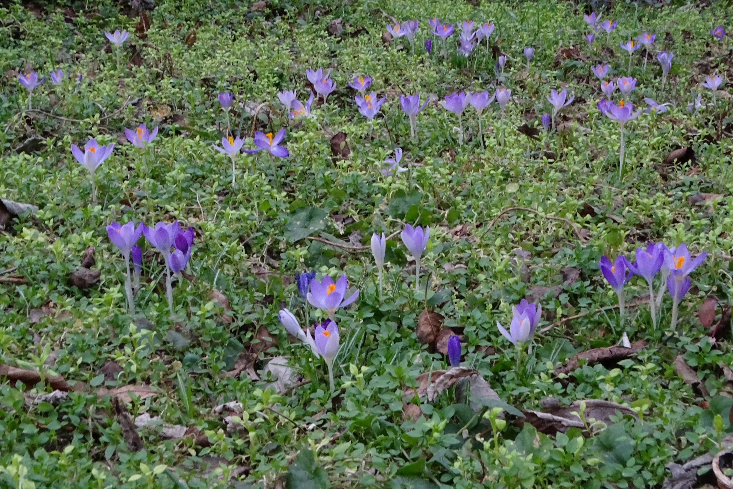 DSC08940 phäno, wien-22, biberhaufen, 2023-02-17, crocus tommasinianus, stellaria media agg..JPG