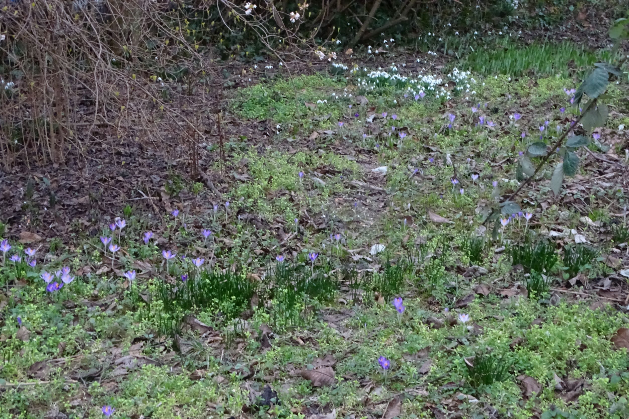 DSC08942 phäno, wien-22, biberhaufen, 2023-02-17, crocus tommasinianus, ornithogalum cf. vulgare, galanthus nivalis, tulipa sylvestris.JPG