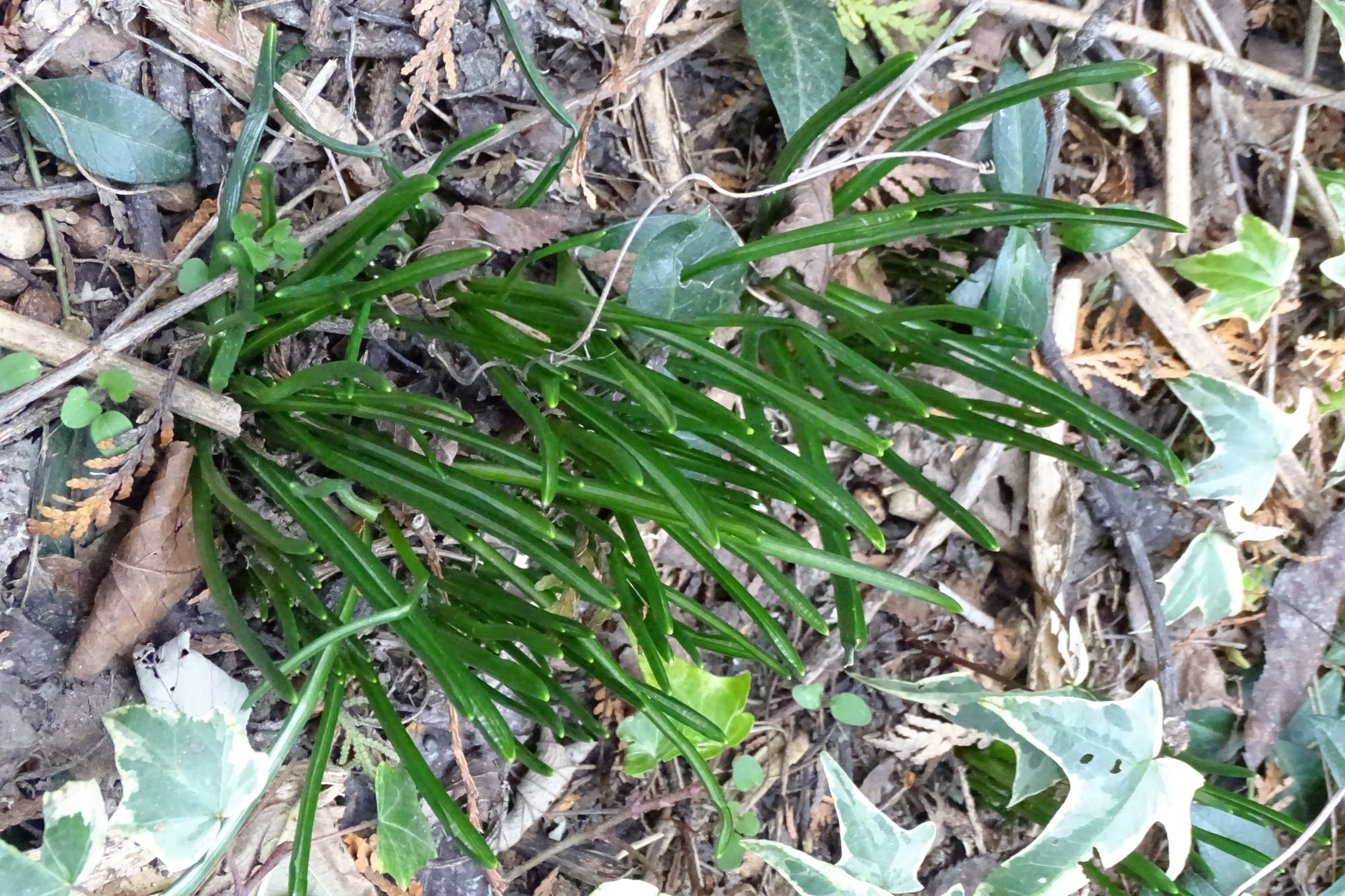 DSC08951 phäno, wien-22, biberhaufen, 2023-02-17, ornithogalum cf. vulgare, hedera sp. (spontan angesamt).JPG