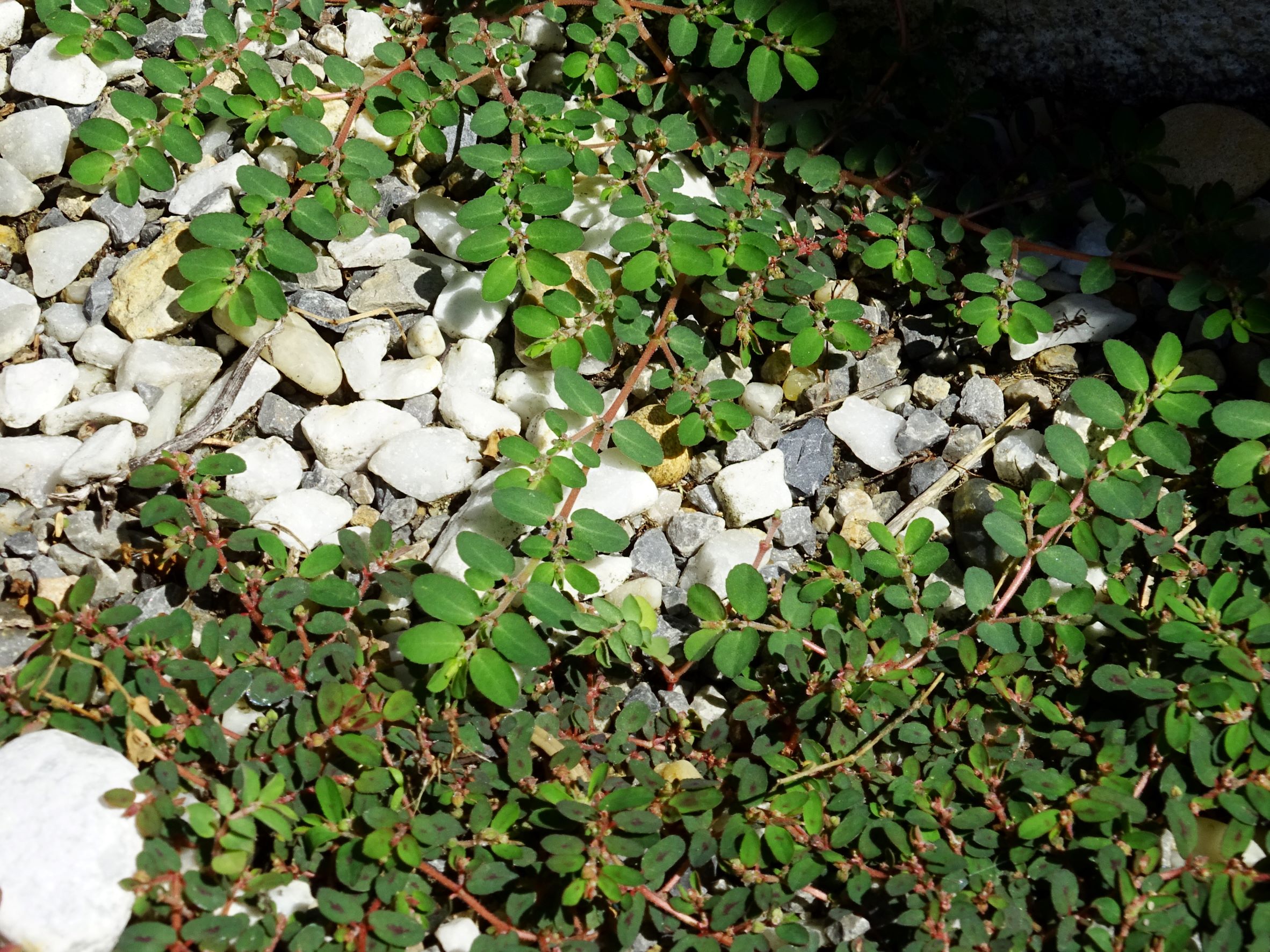 DSC02353 friedhof hainburg, 2020-06-18, euphorbia prostrata, e. maculata.JPG