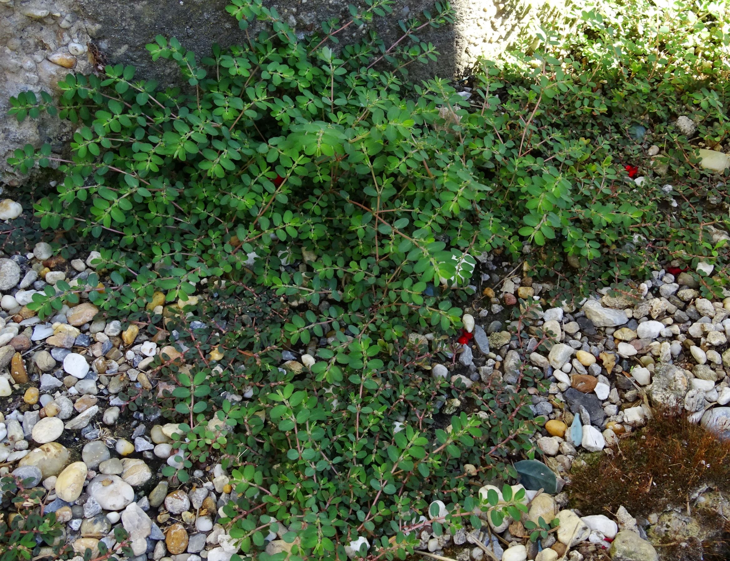 DSC02355 (2) friedhof hainburg, 2020-06-18, euphorbia prostrata, e. maculata.JPG