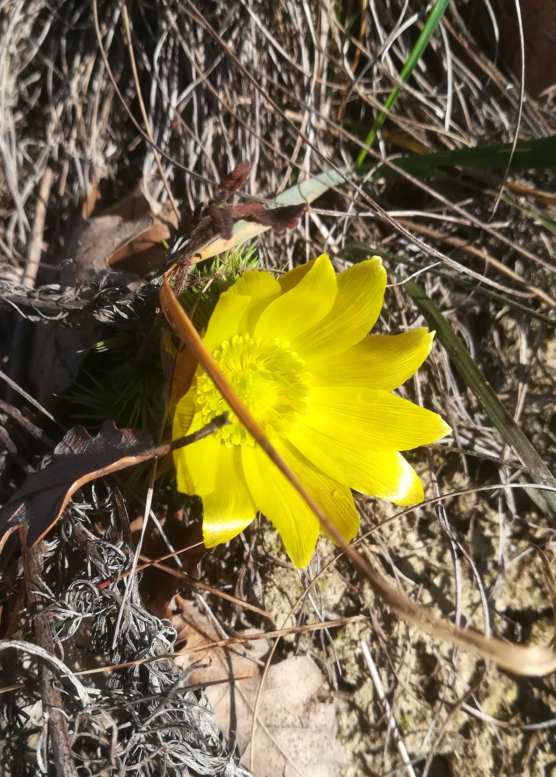adonis vernalis höchstenbühel rauchenwarth_20230219_113559.jpg