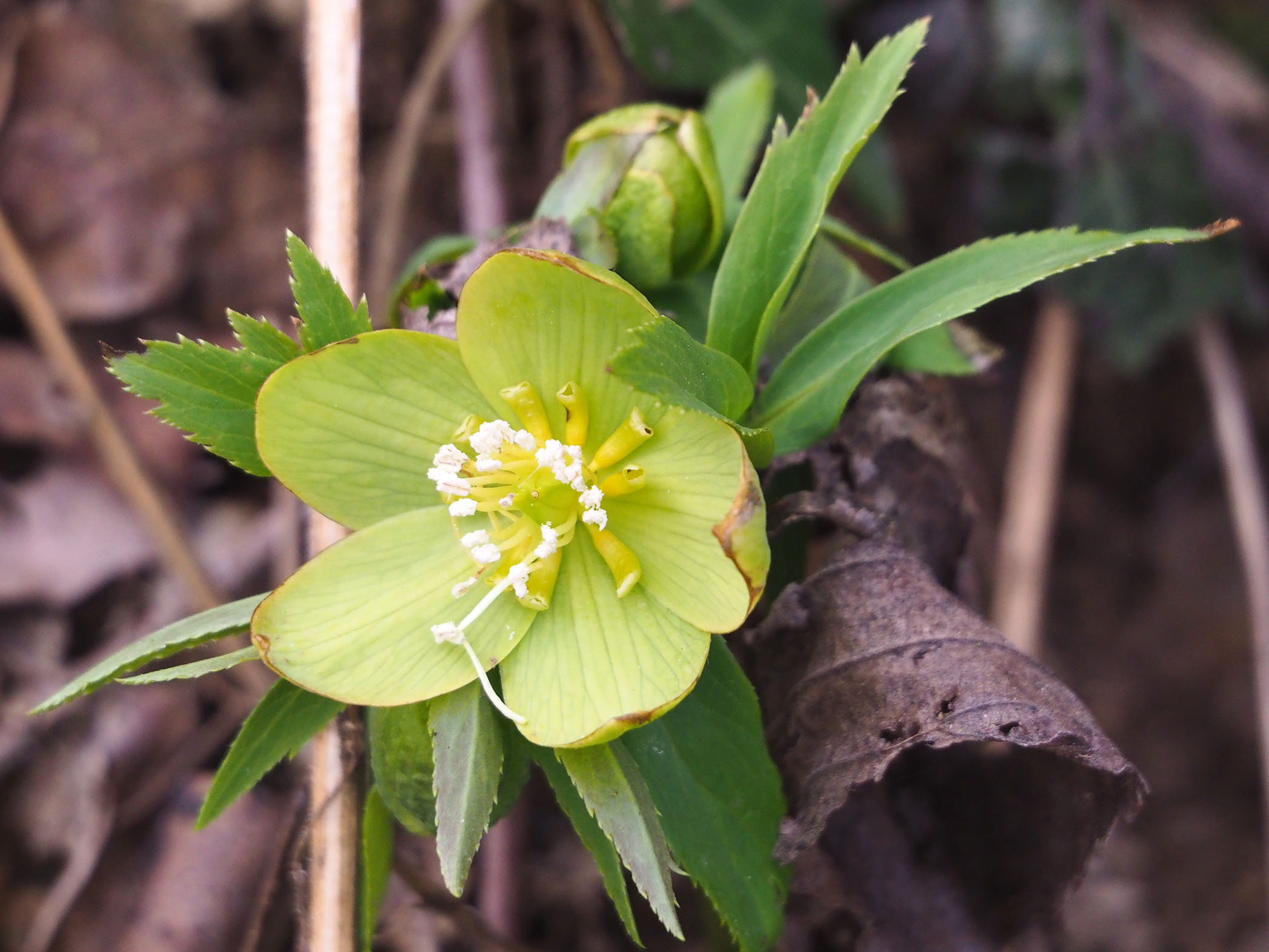 helleborus dumetorum2_seggauberg.jpg