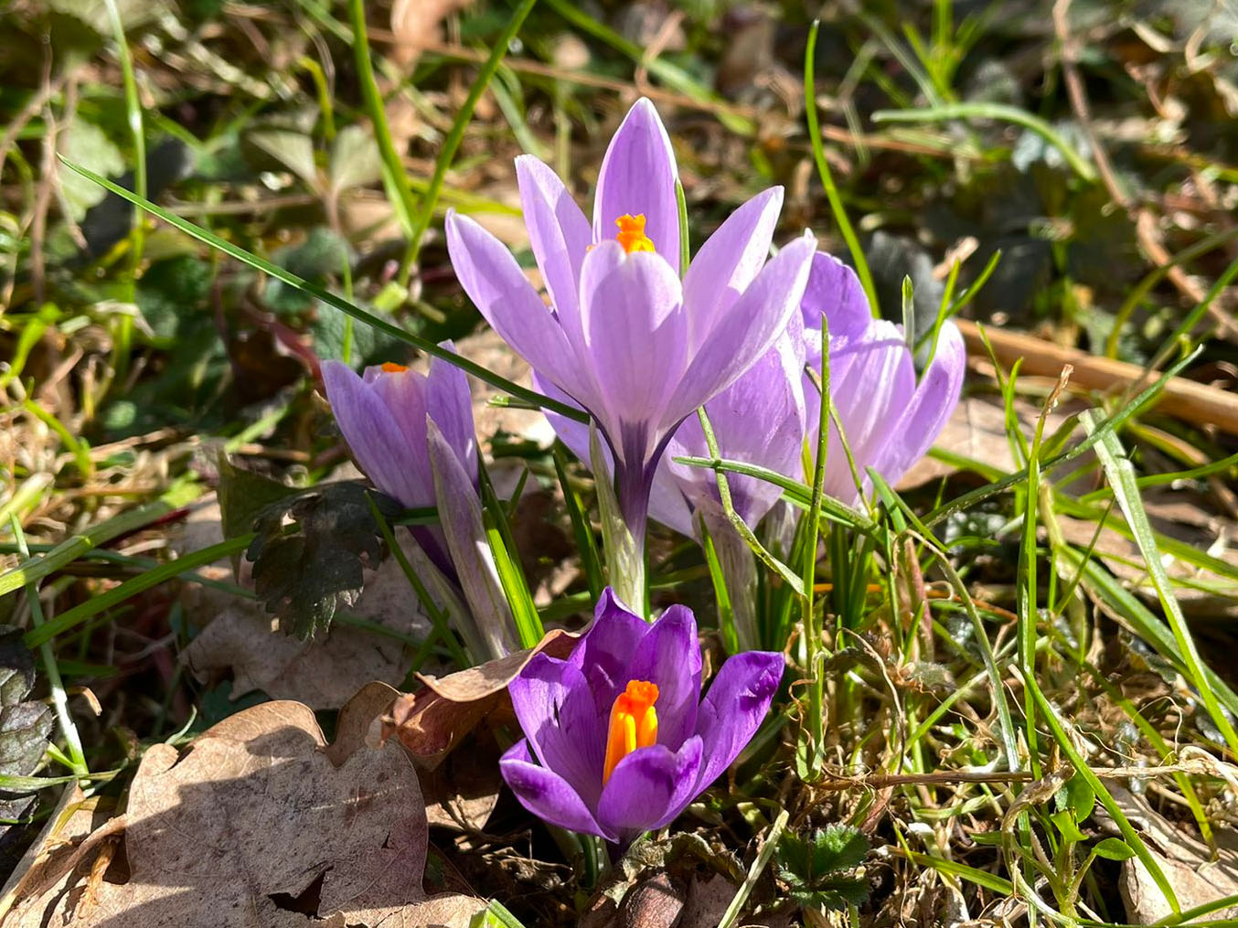 crocus_exiguus_sulm.jpg