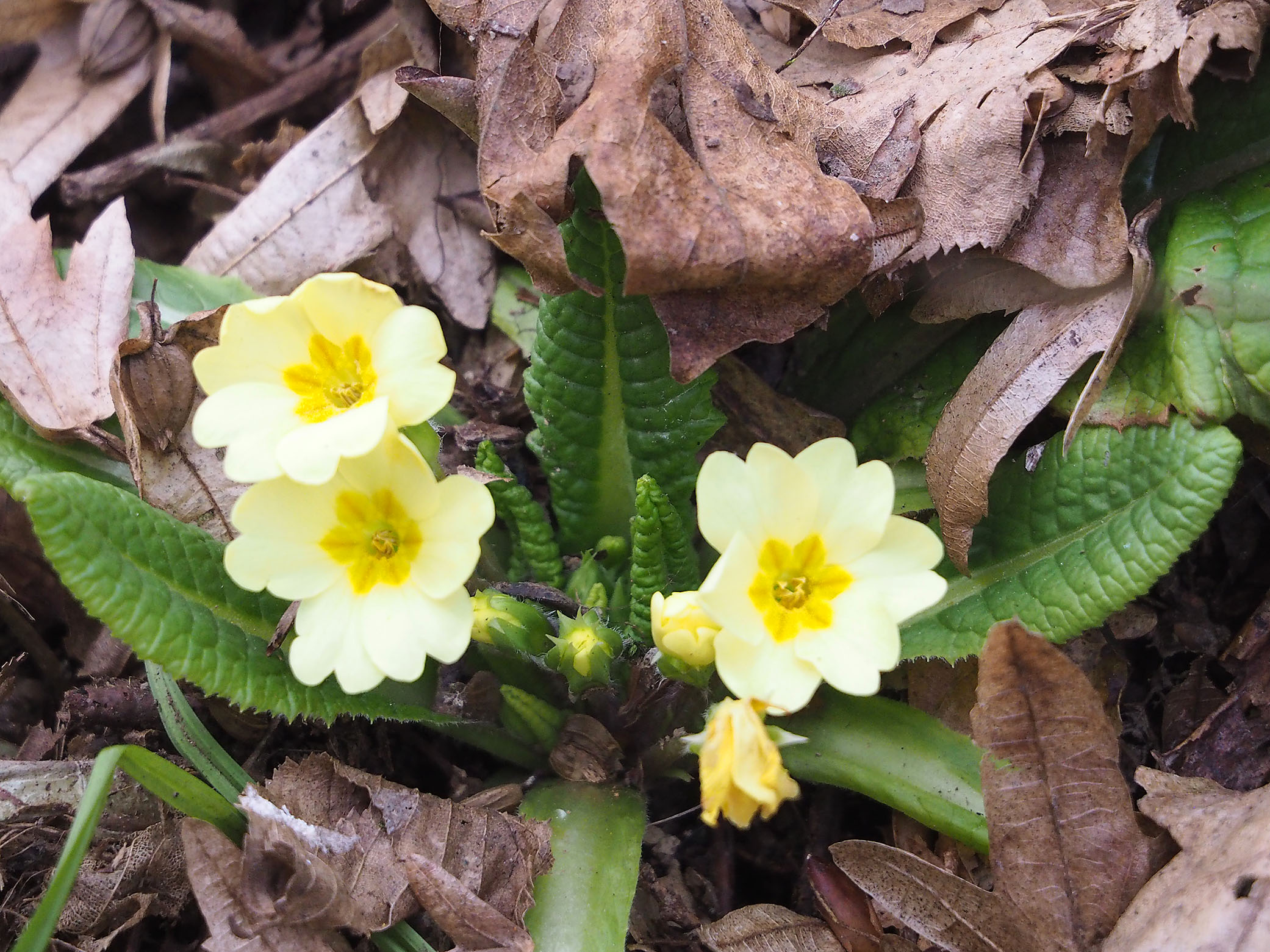 primula vulgaris_seggauberg.jpg