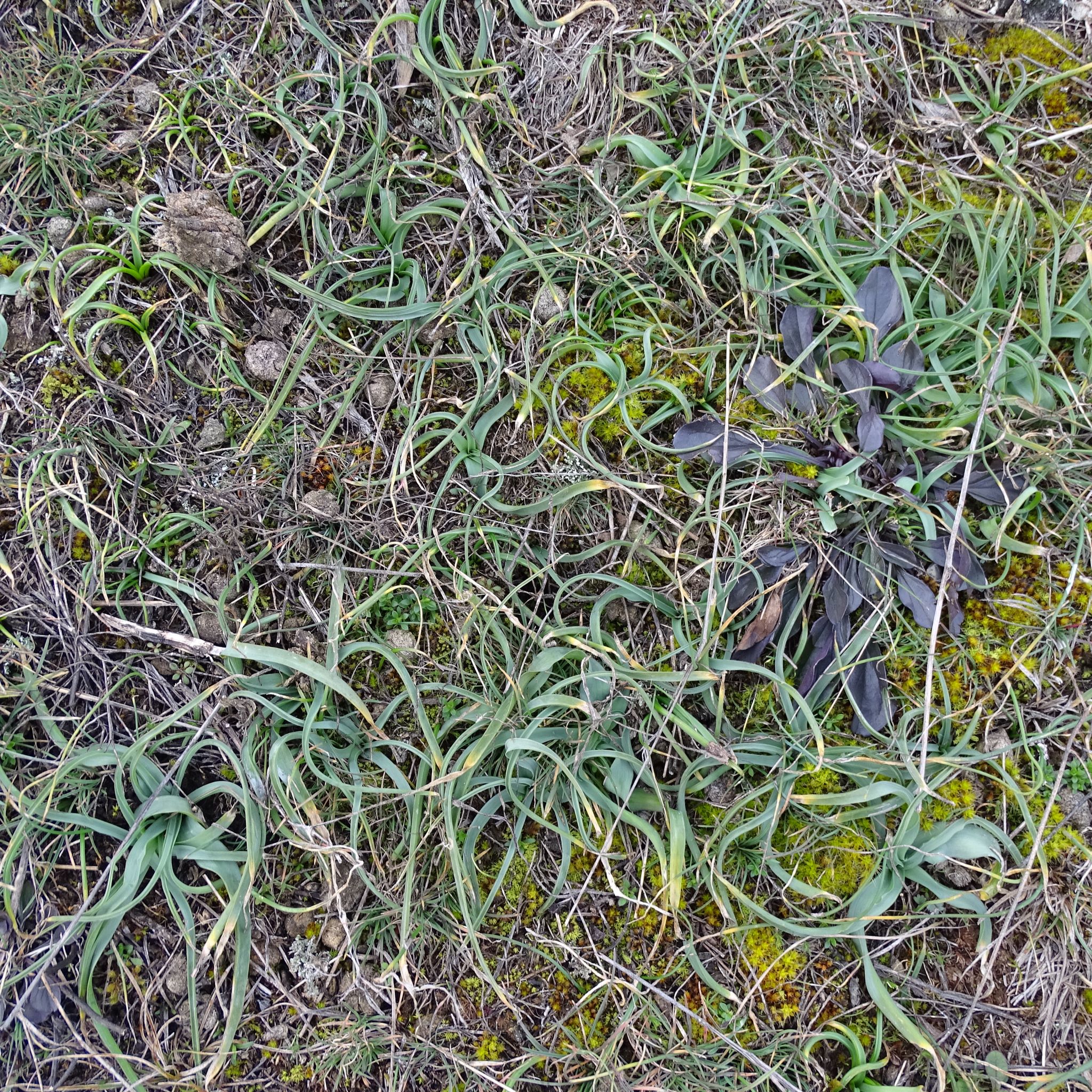 DSC09157 rosetten, ornithogalum pannonicum, globularia bisnagarica, spitzerberg, 2023-02-20.JPG