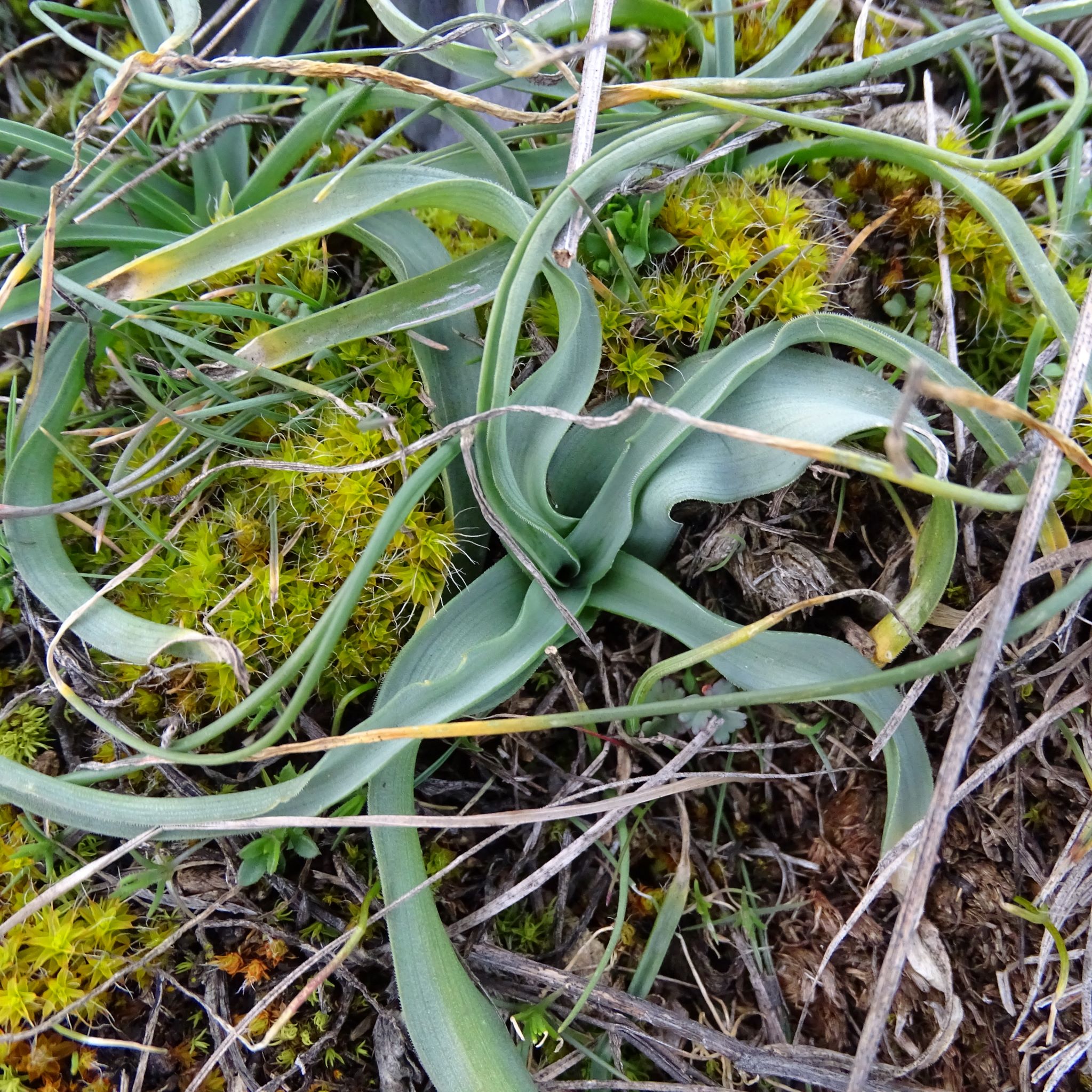 DSC09158 rosetten, ornithogalum pannonicum, spitzerberg, 2023-02-20.JPG