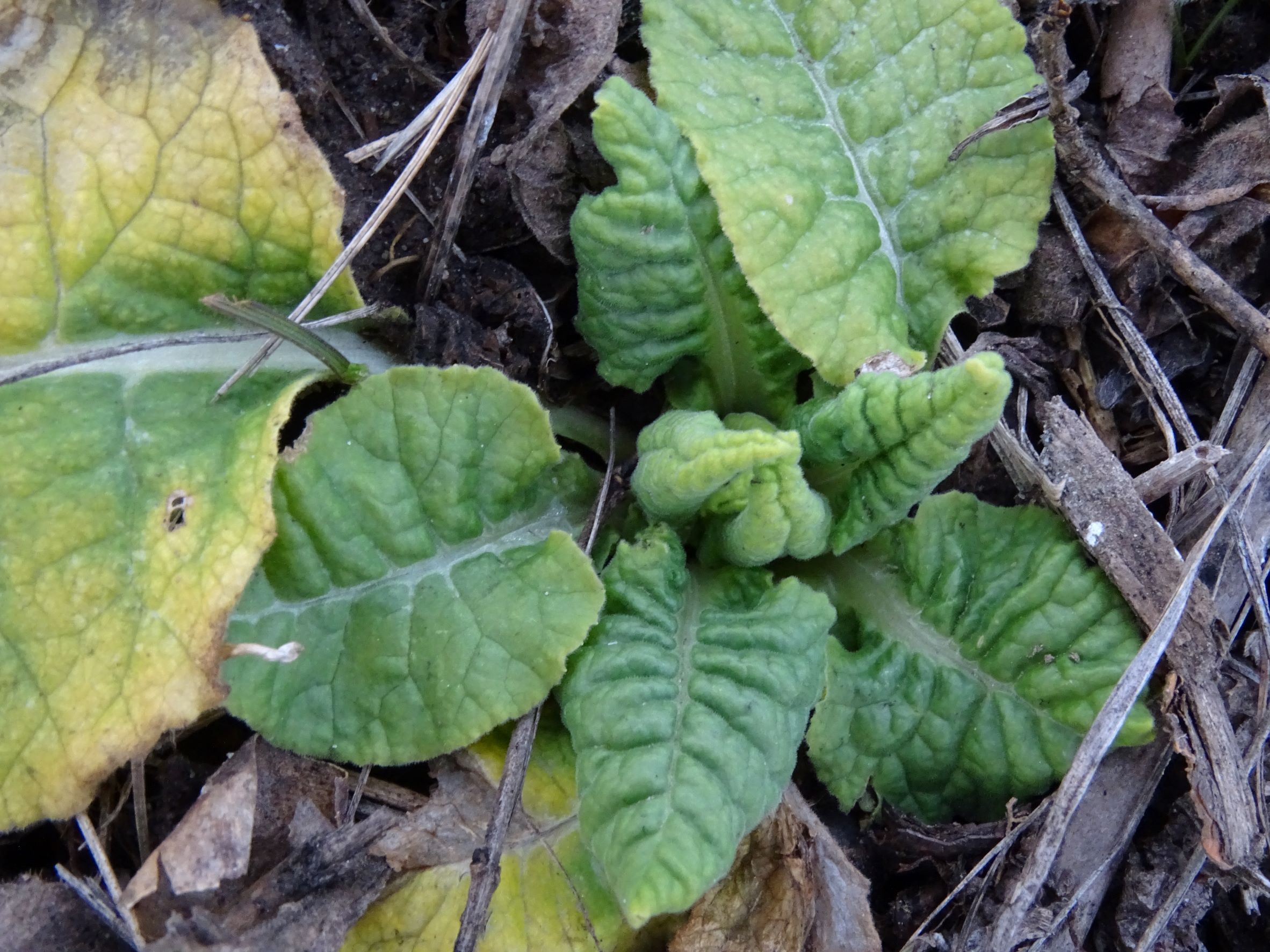 DSC09221 rosetten, primula veris, spitzerberg, 2023-02-20.JPG