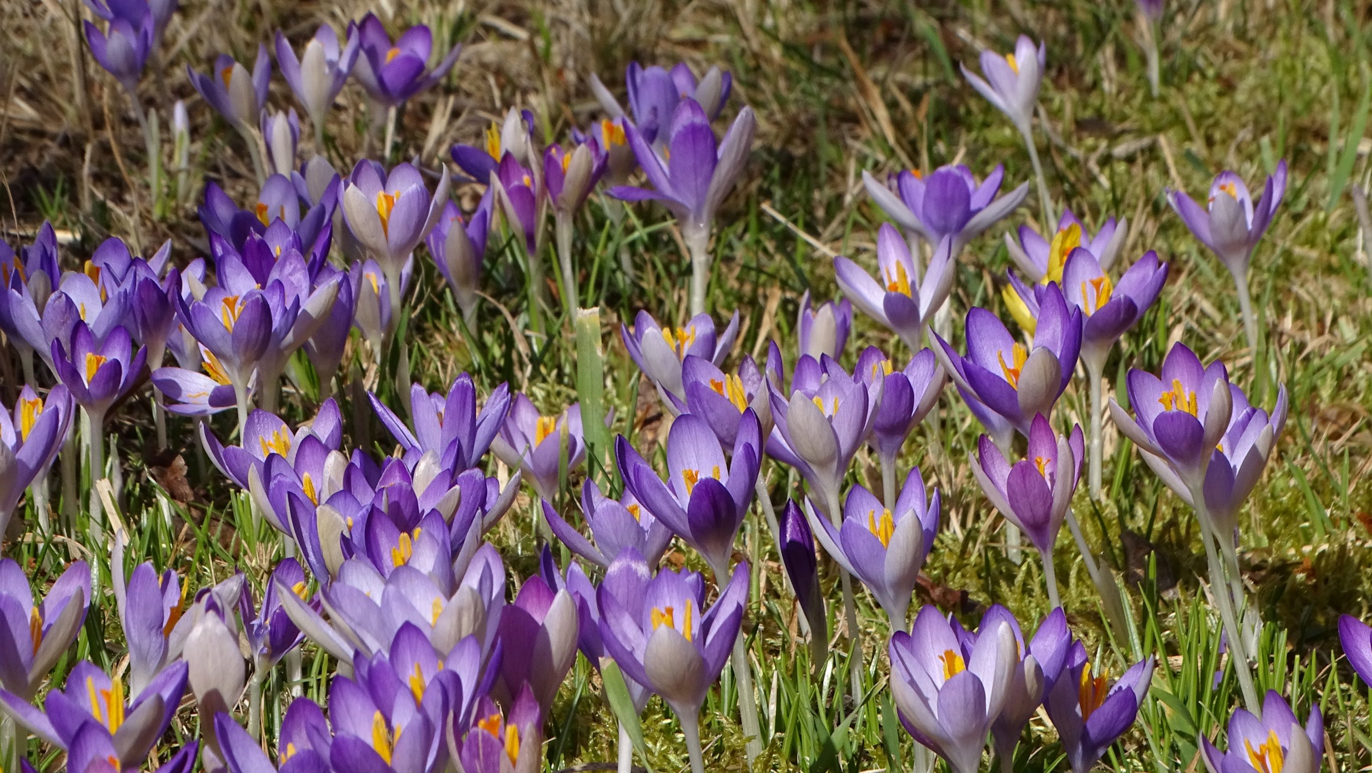 DSC09059 phäno, prellenkirchen-mitte, 2023-02-19, crocus tommasinianus.JPG