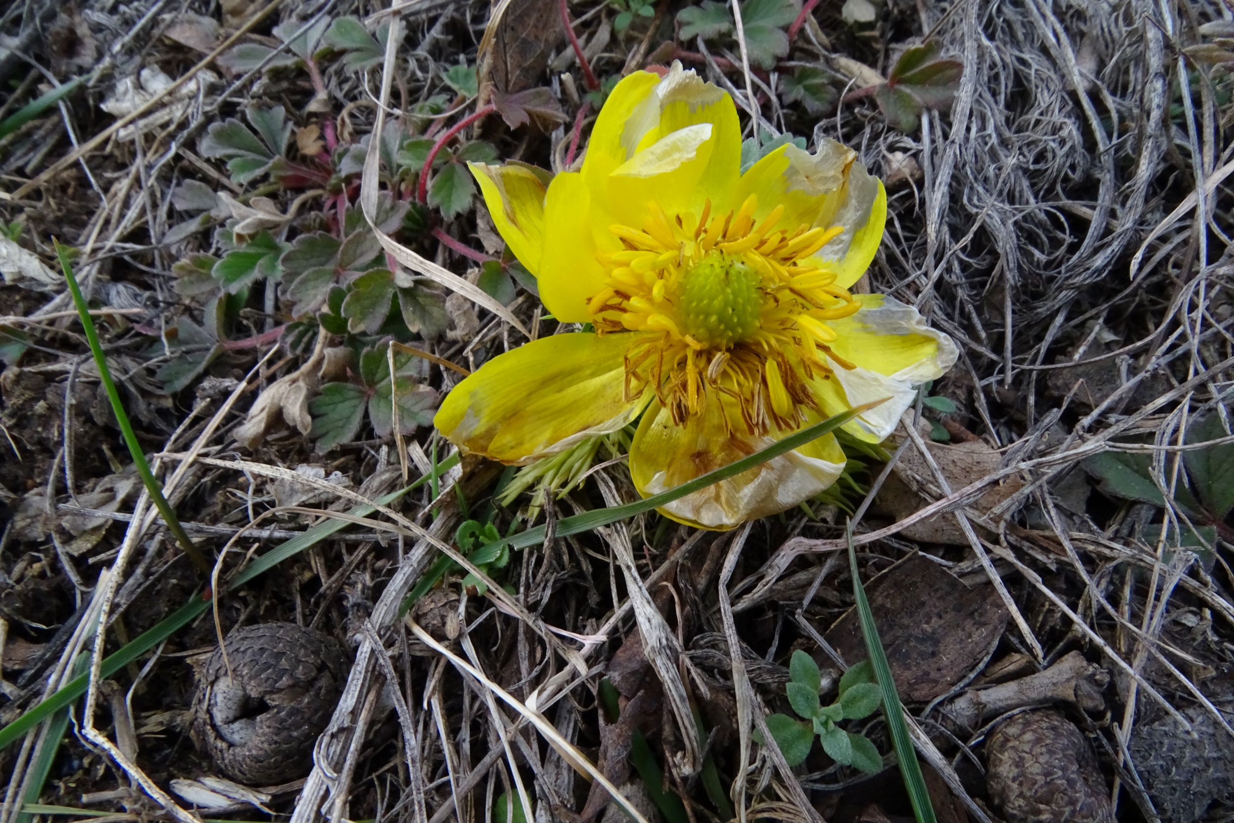 DSC09211 phäno, spitzerberg, 2023-02-20, adonis vernalis.JPG