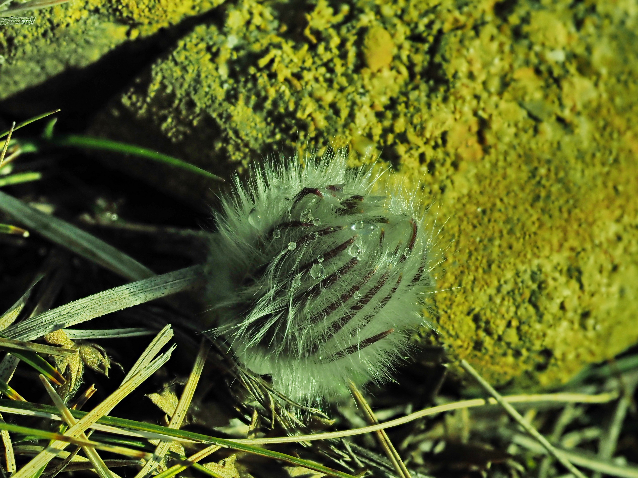 Pulsatilla grandis.JPG