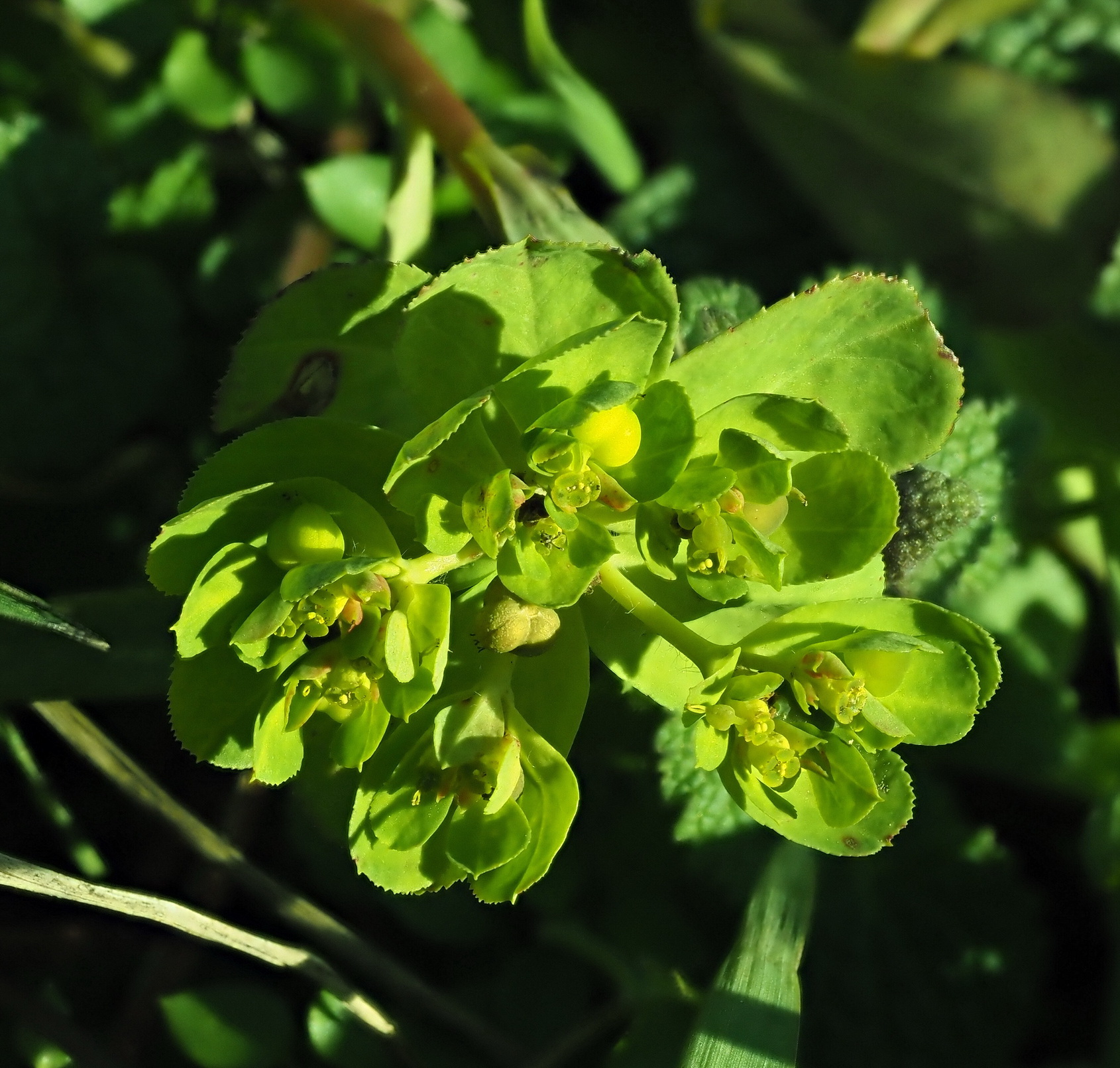 Euphorbia helioscopia.JPG