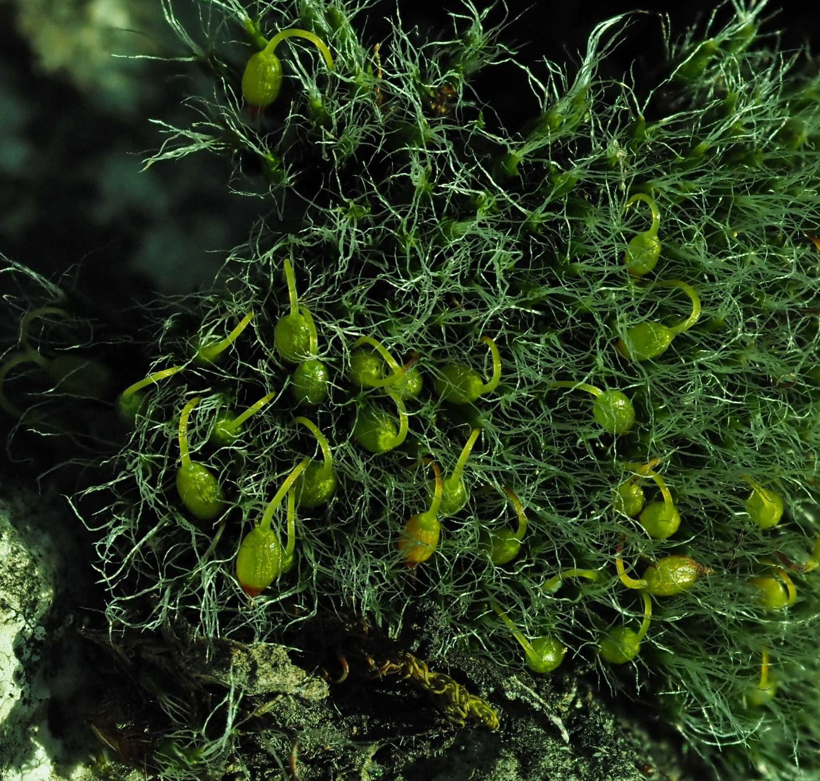 Grimmia pulvinata.JPG