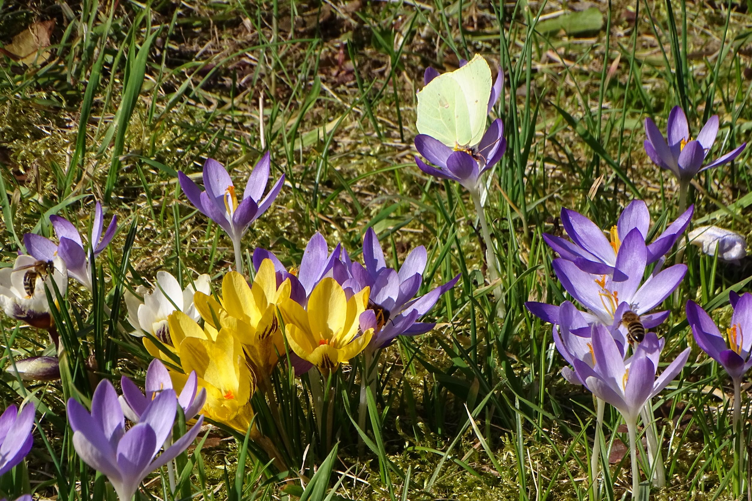 DSC09247 phäno, prellenkirchen-mitte, 2023-02-19, crocus tommasinianus etc., zitronenfalter.JPG