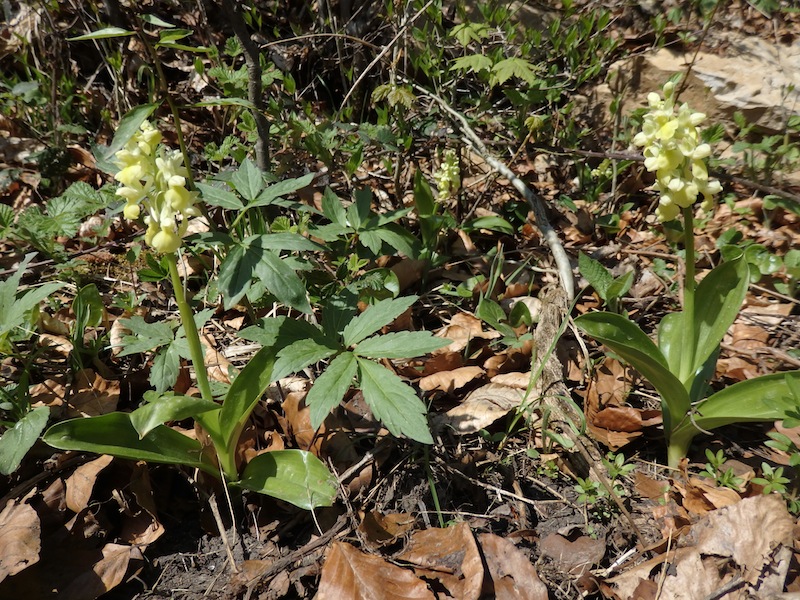 1Orchis pallens Bleich-Knabenkraut.JPG