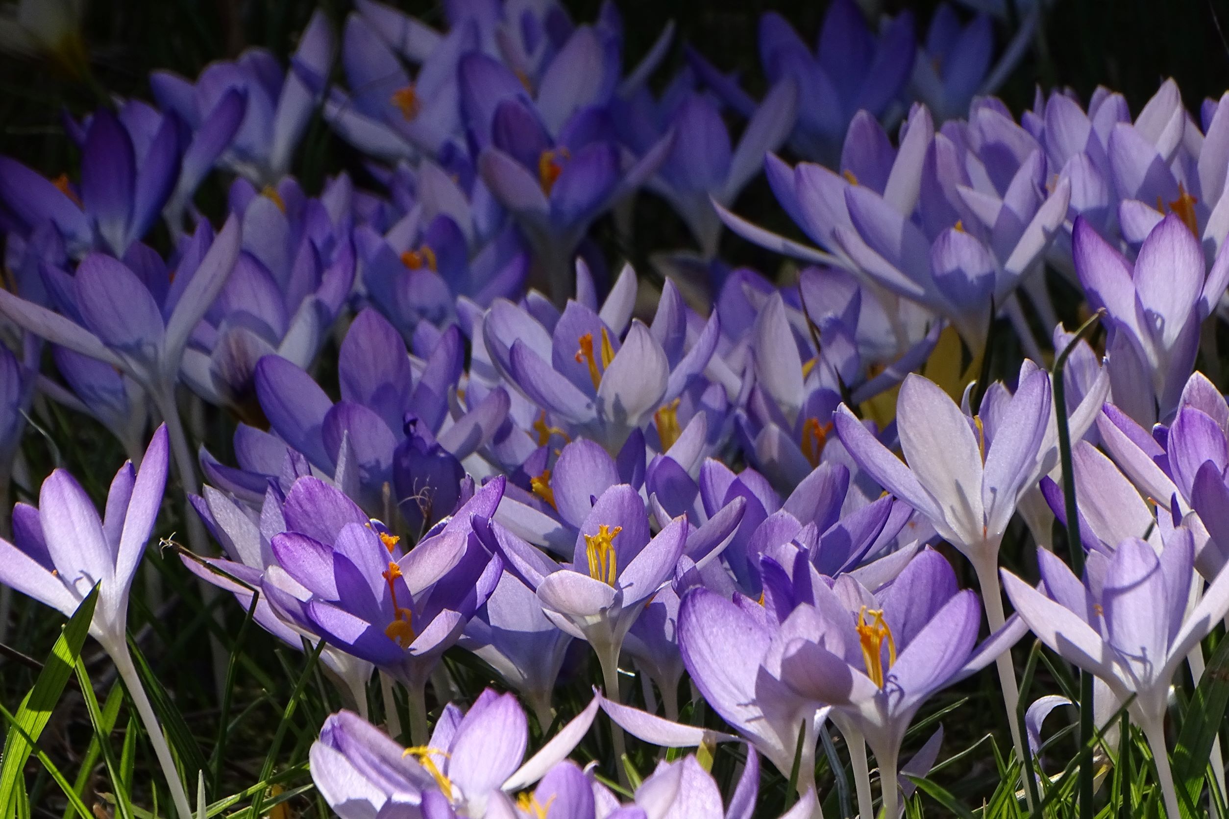 DSC09328 phäno, prellenkirchen-mitte, 2023-02-21, crocus tommasinianus.JPG