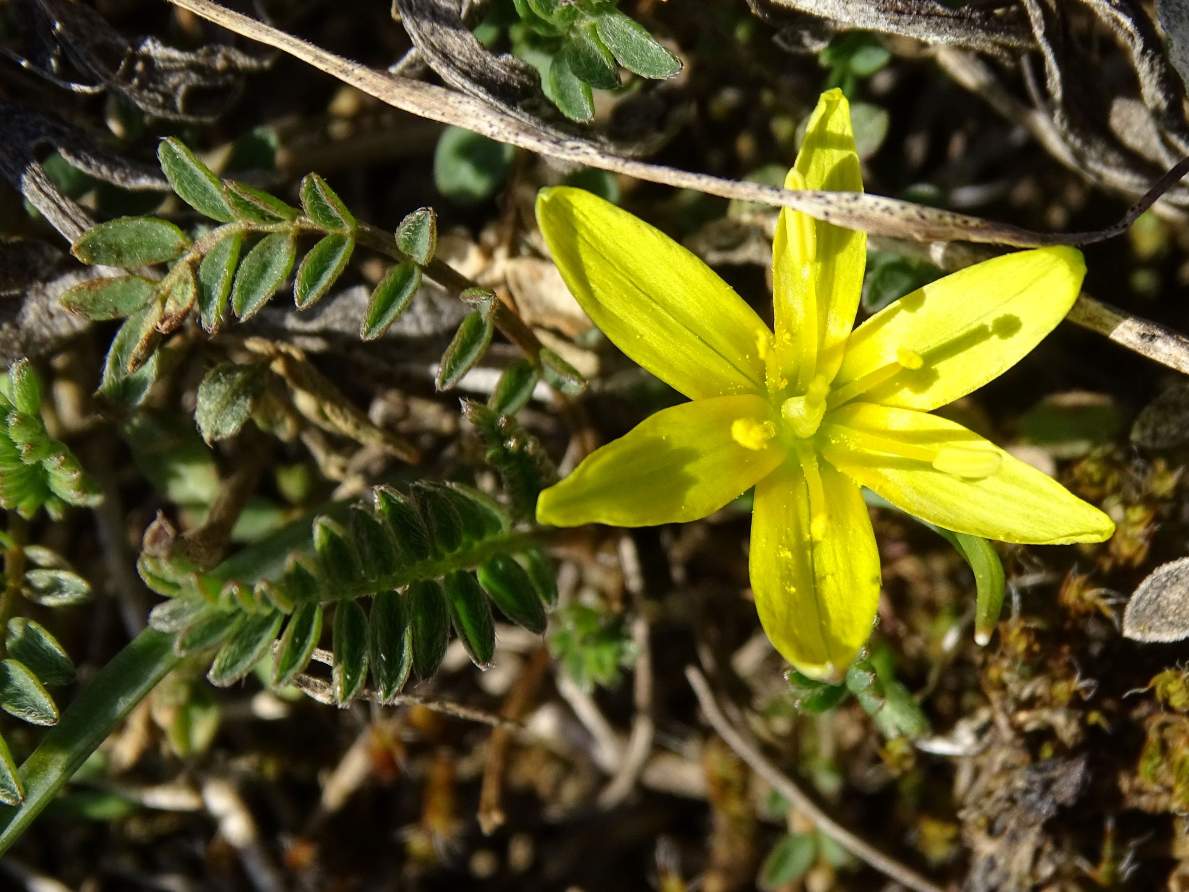 DSC09362 (2) phäno, spitzerberg, 2023-02-21, gagea pusilla, astragalus onobrychis.JPG