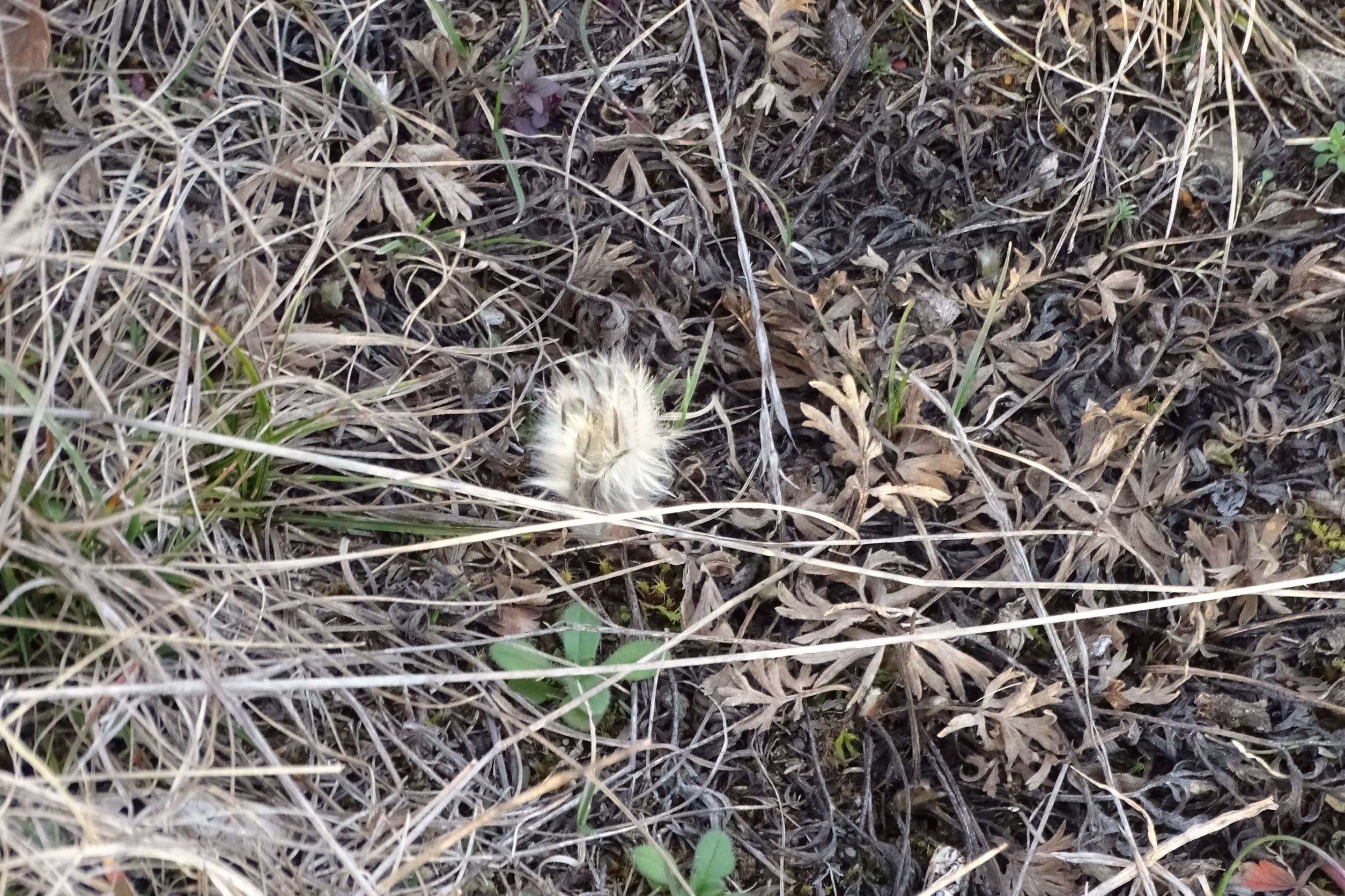 DSC09380 phäno, spitzerberg, 2023-02-21, pulsatilla grandis.JPG