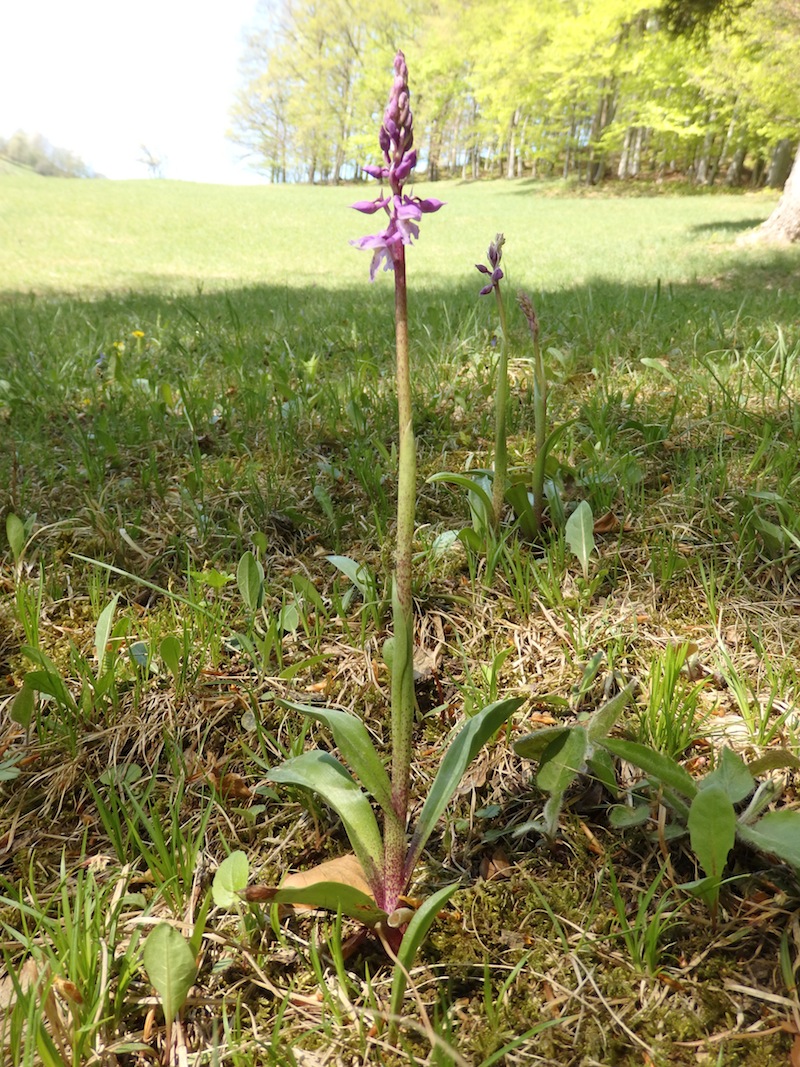 2Orchis mascula ssp speciosa Pracht-Knabenkraut.jpg