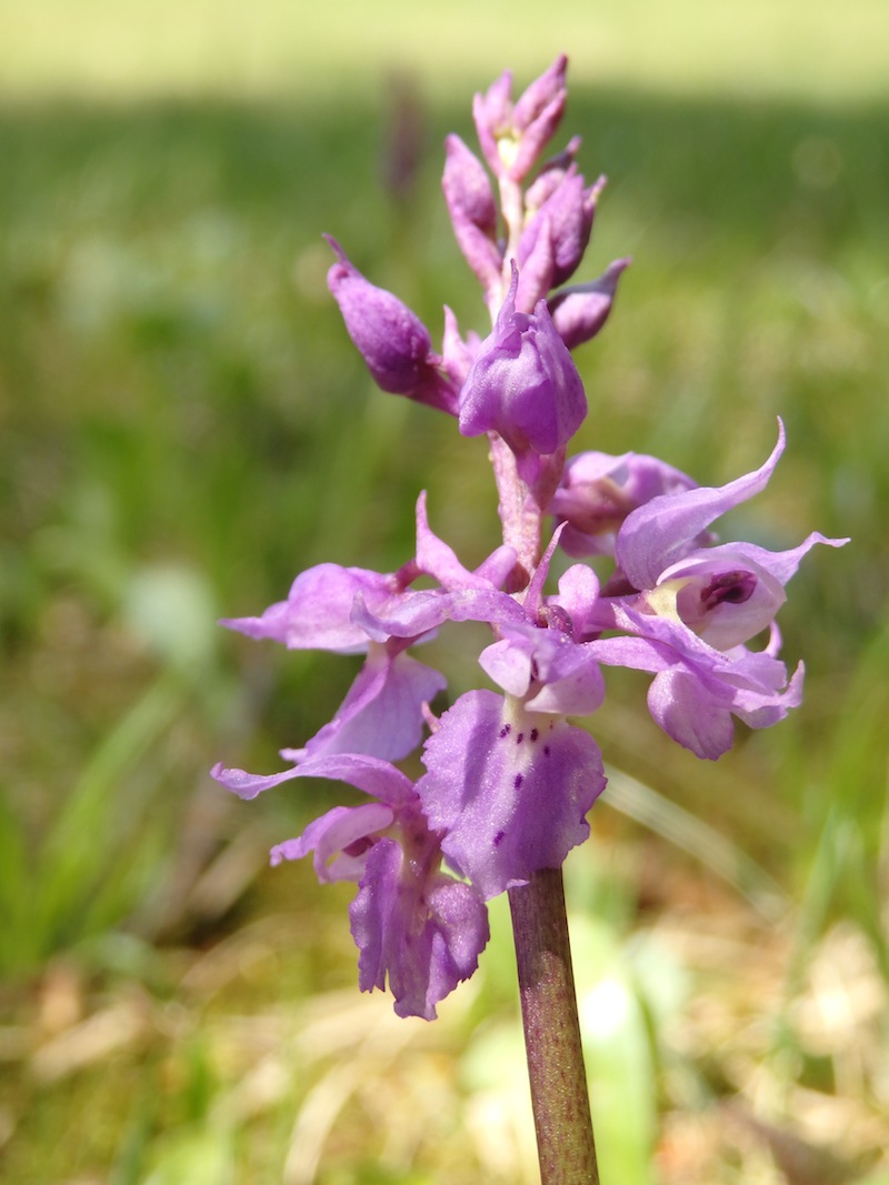 3Orchis mascula x pallens cf.jpg