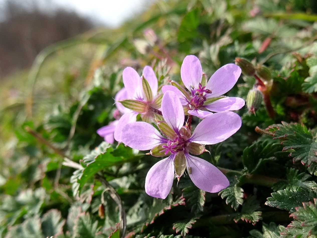 2023-02-23 Erodium cicutarium.JPG