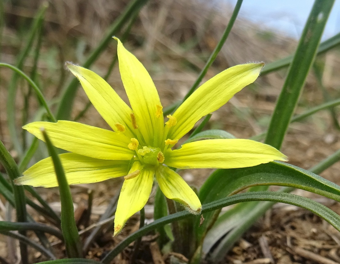 2023-02-23 Gagea villosa.JPG