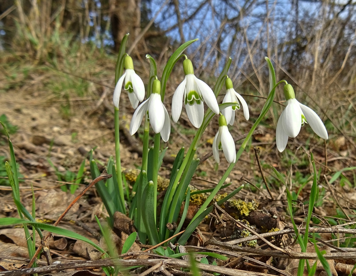 2023-02-23 Galanthus nivalis.jpg