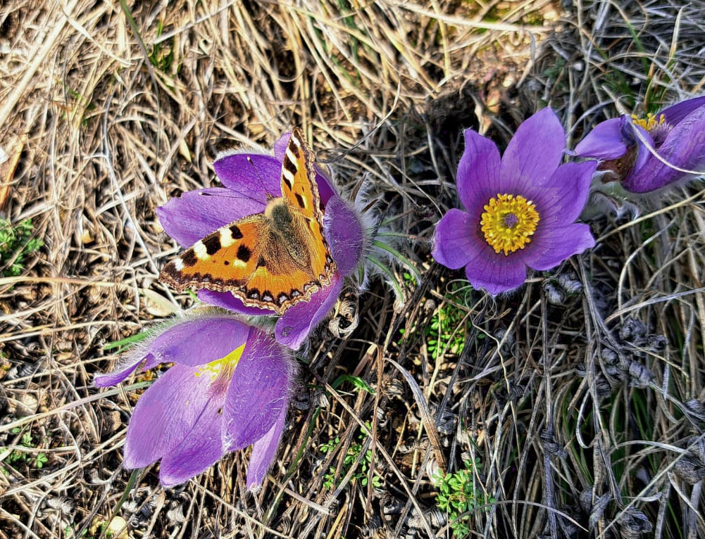2023-02-23 Kleiner Fuchs.jpg