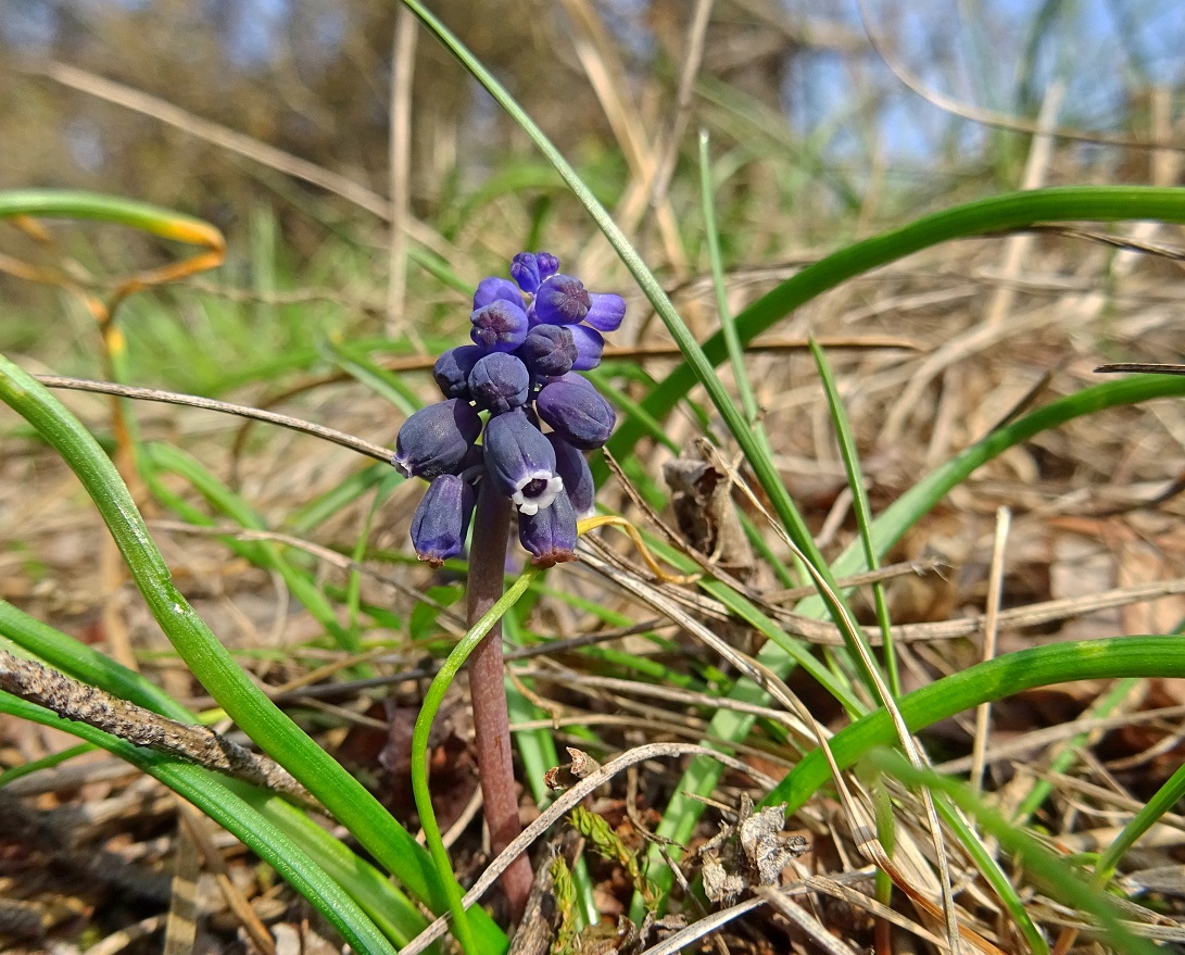 2023-02-23 Muscari neglectum.jpg