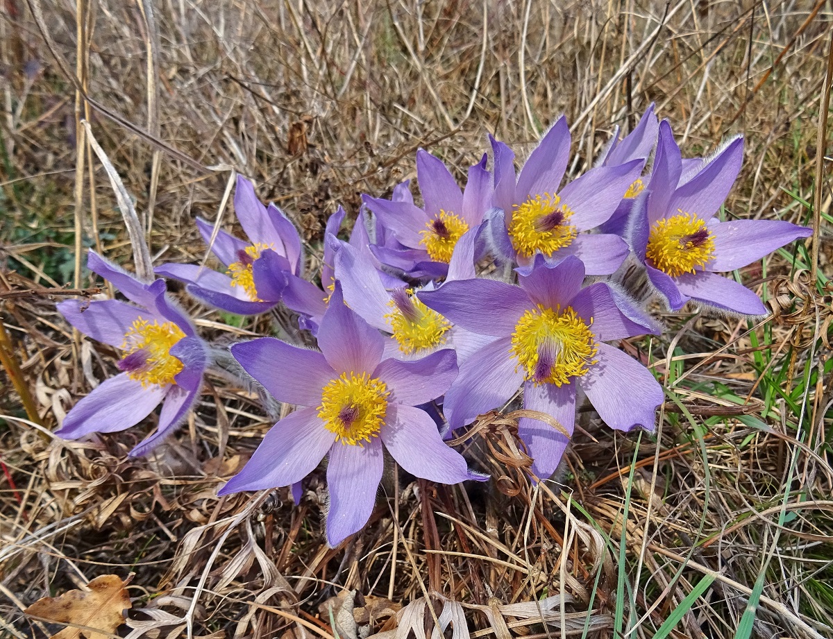 2023-02-23 Pulsatilla grandis (2).jpg