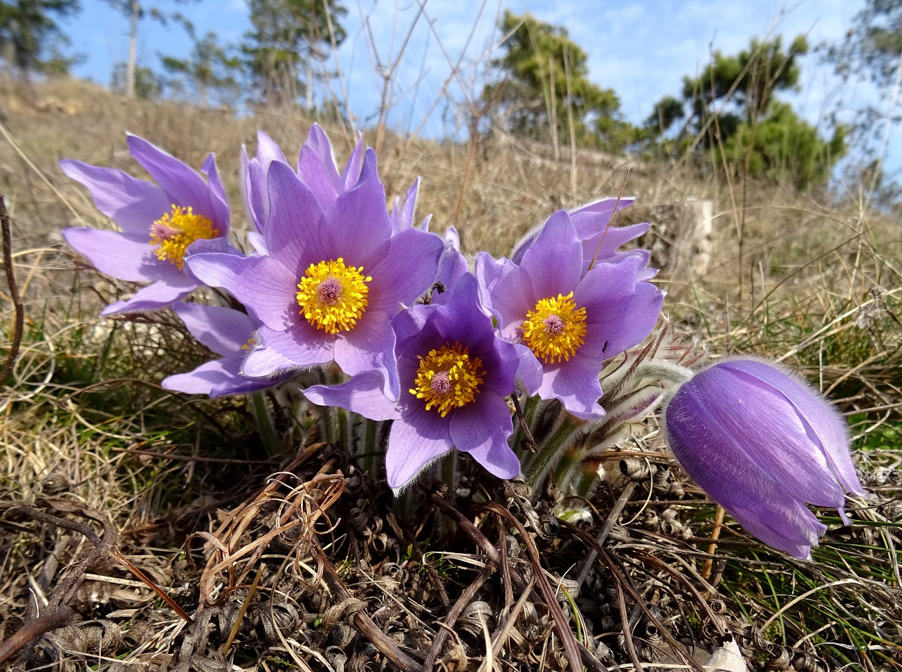 2023-02-23 Pulsatilla grandis.JPG