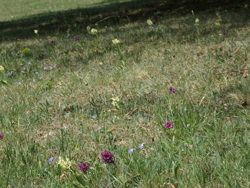 4Dactylorhiza sambucina Holunder-Fingerwurz.JPG