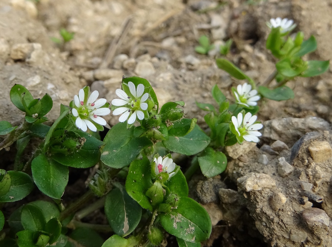 2023-02-23 Stellaria media.JPG