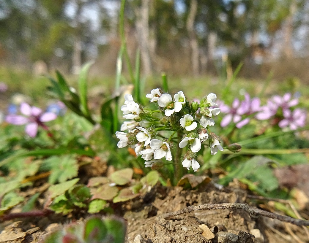2023-02-23 Thlaspi arvense.jpg