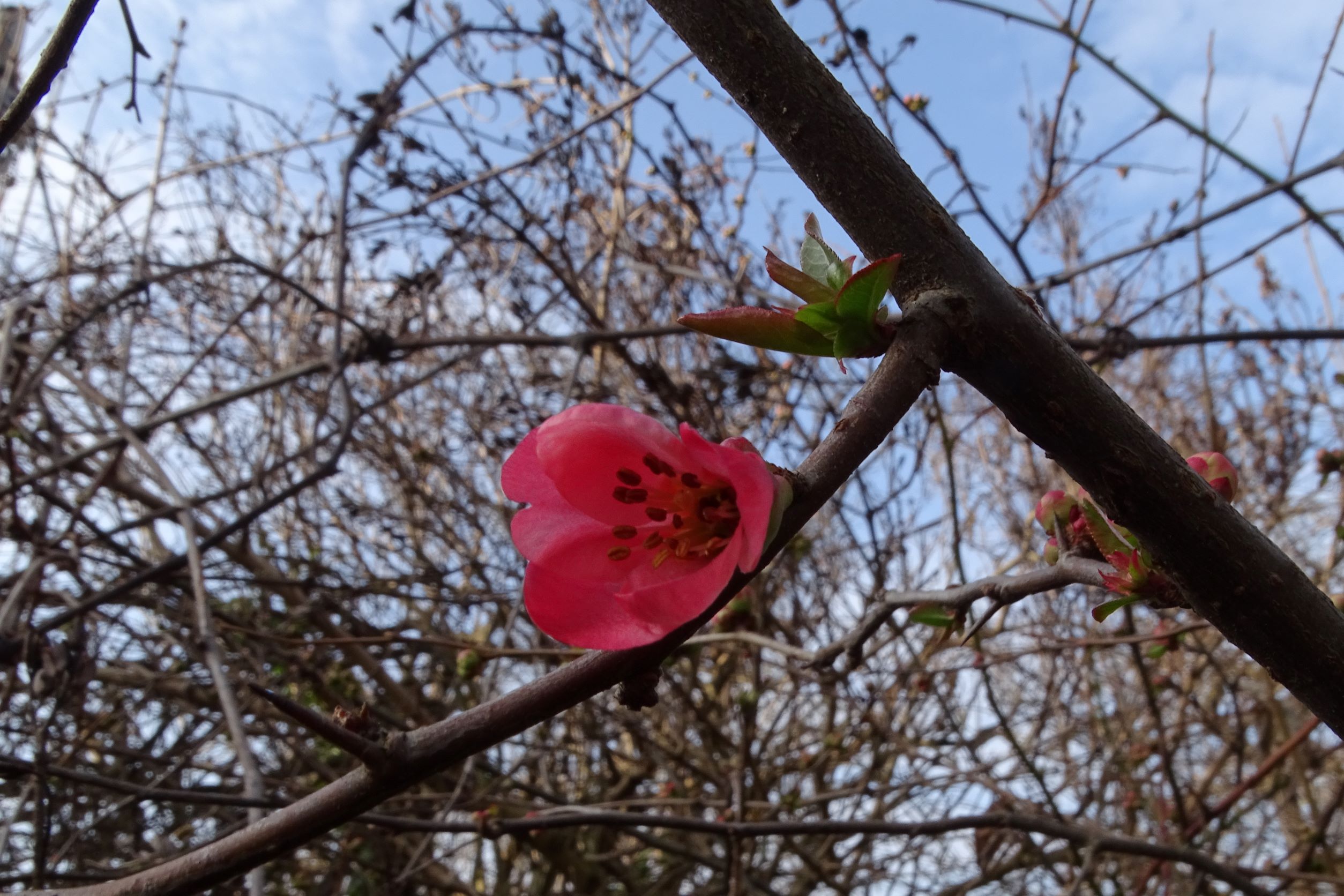 DSC09545 phäno, 2023-02-24, wien-aspern, biberhaufen, chaenomeles sp..JPG
